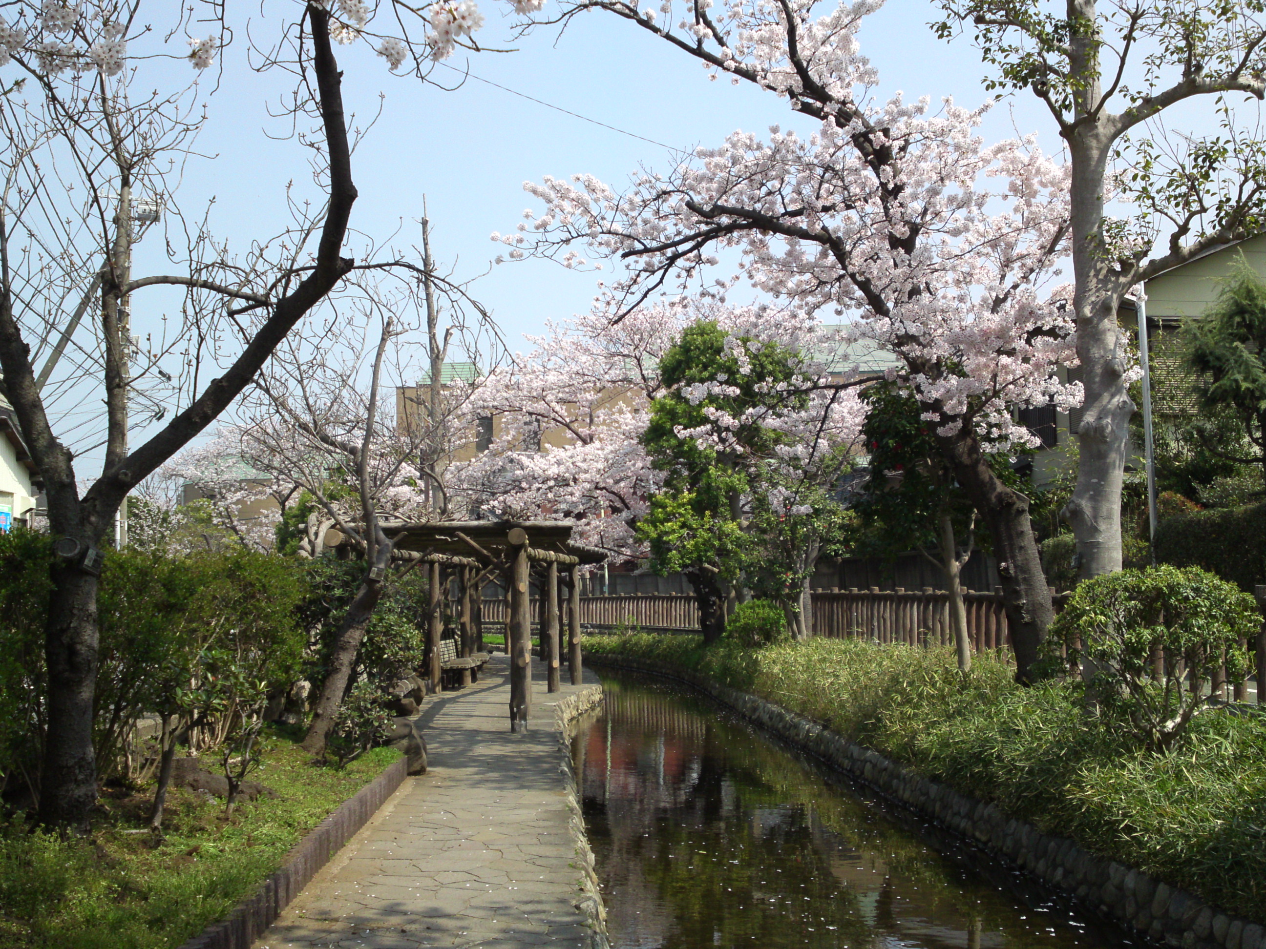 2017年春古川親水公園に咲く桜の花１