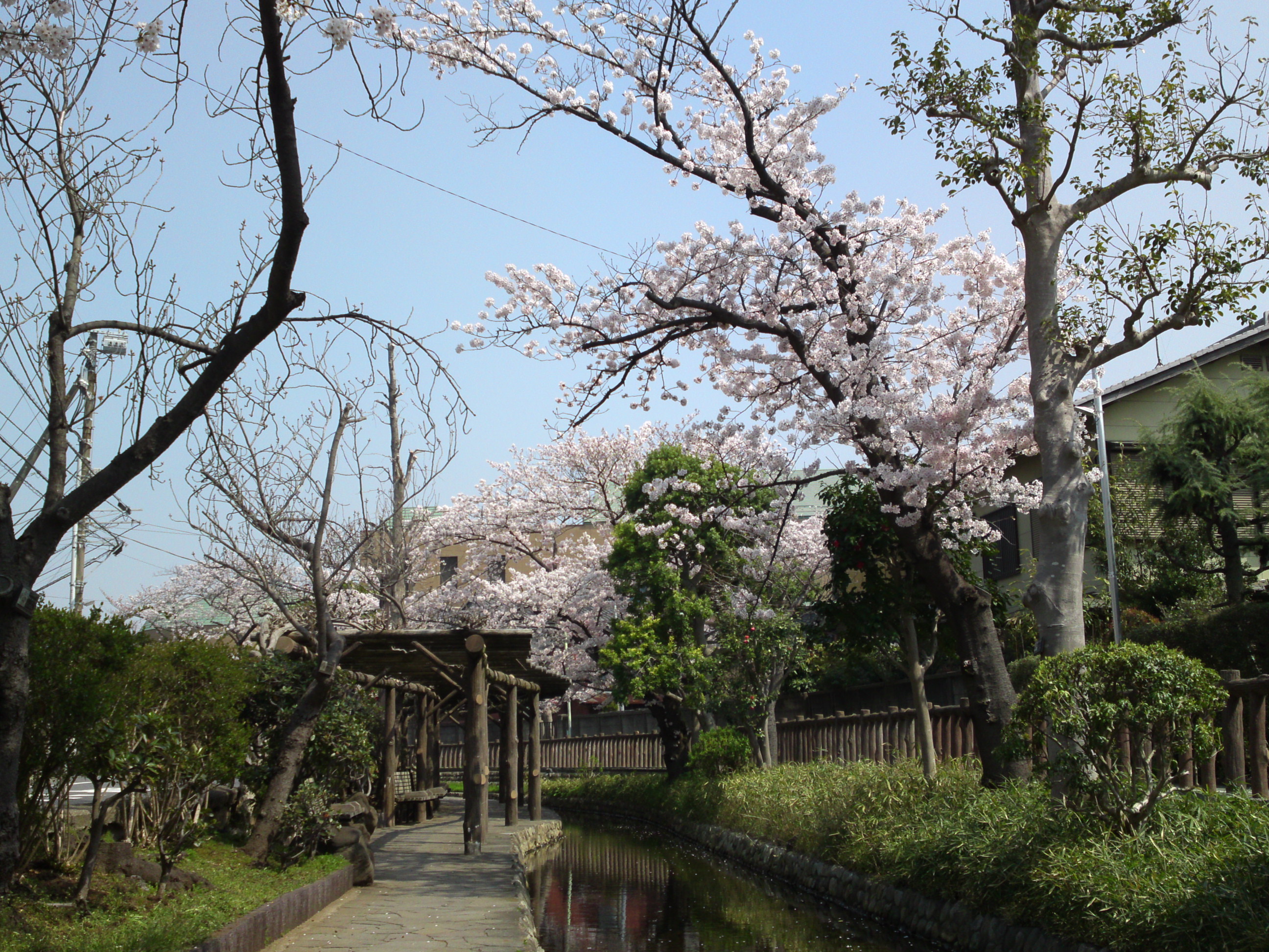 2017年春古川親水公園に咲く梅の花２