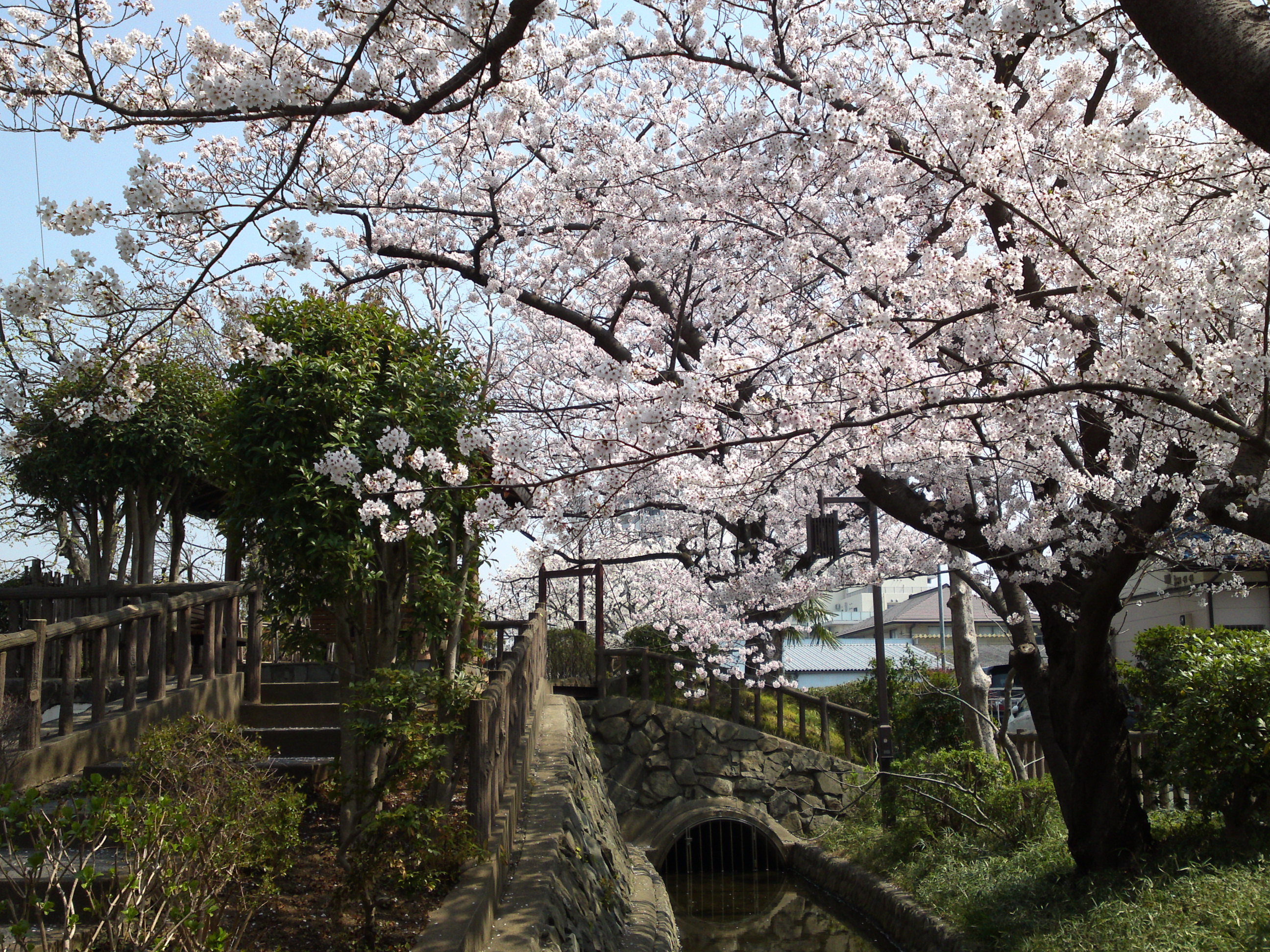2017年春古川親水公園に咲く梅の花