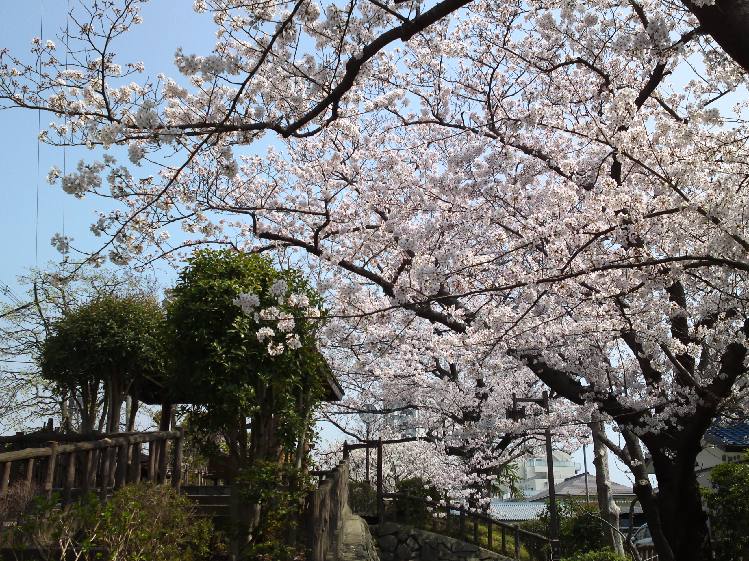 2017年春古川親水公園に咲く桜の花1