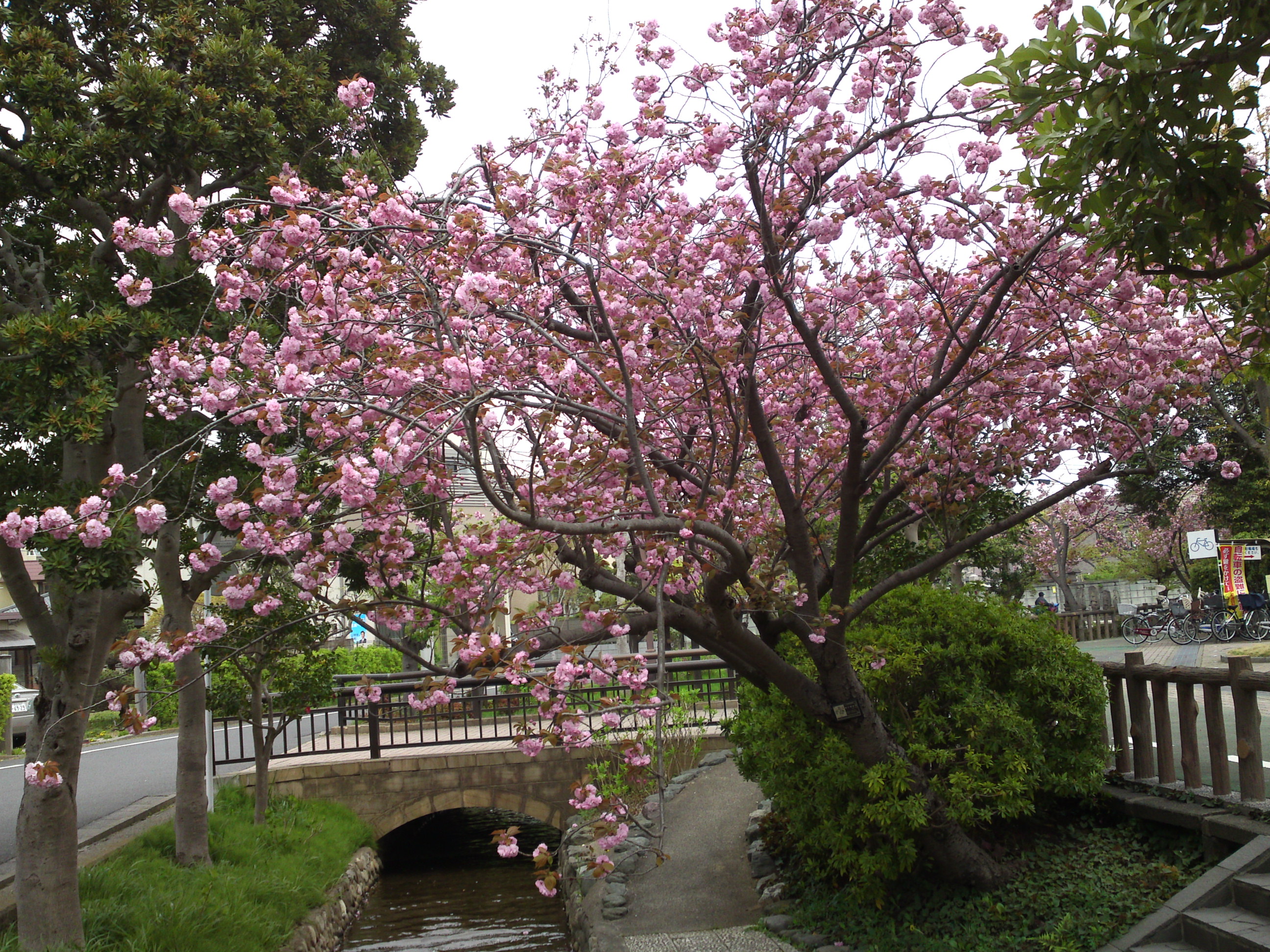 2017年春古川親水公園に咲く桜の花２