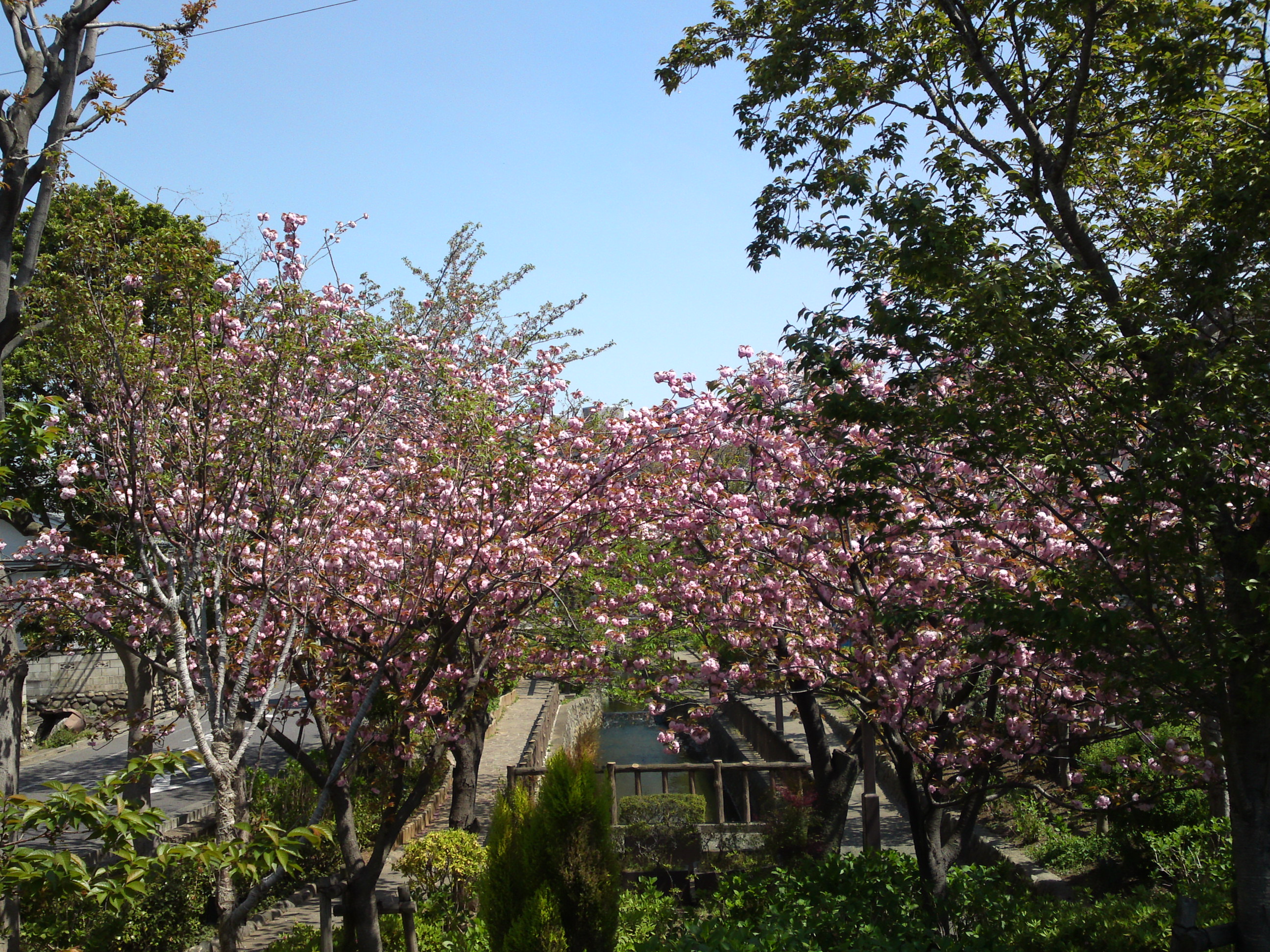 2017年春古川親水公園に咲く桜の花３