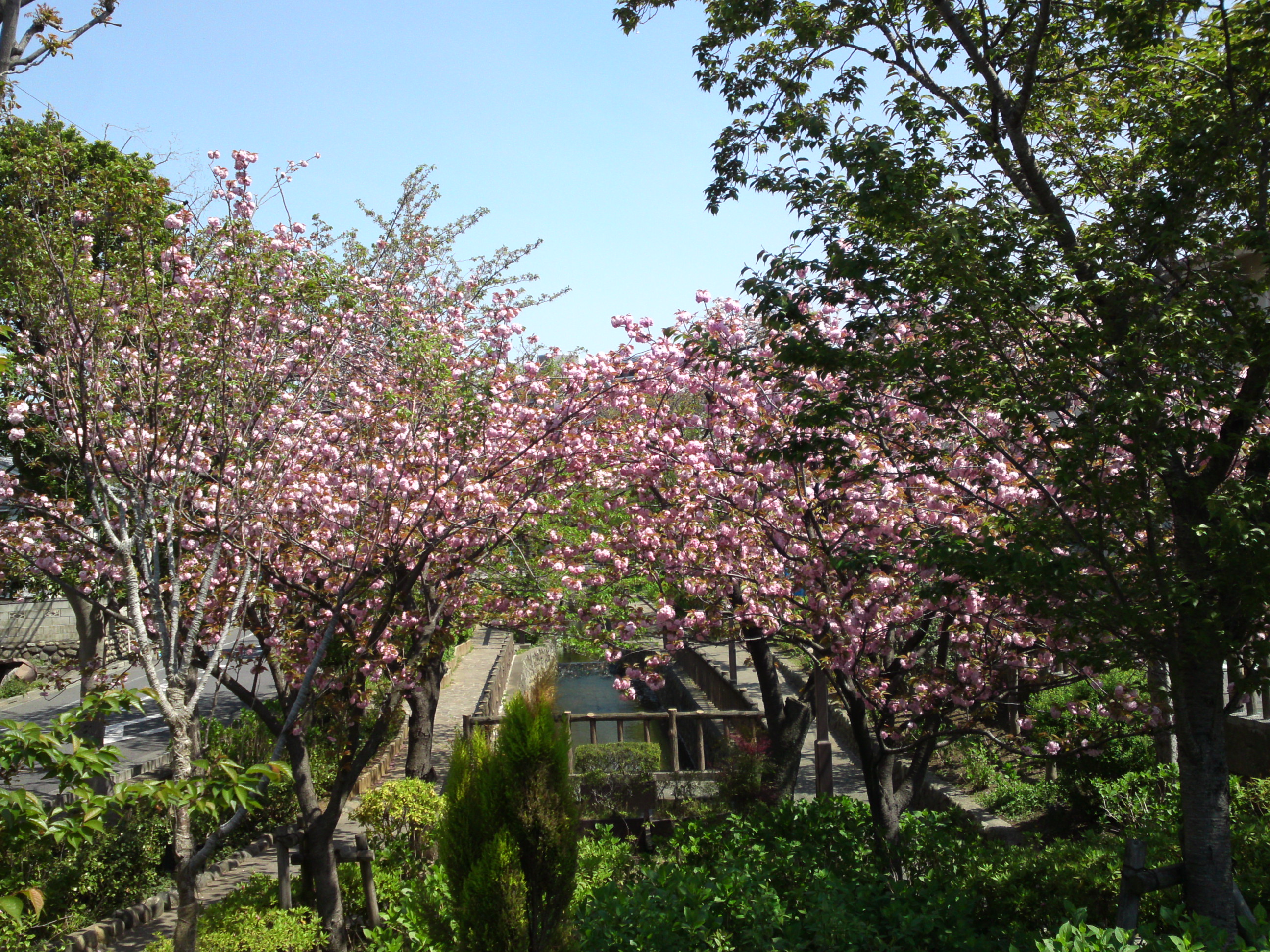 2017年春古川親水公園に咲く桜の花４