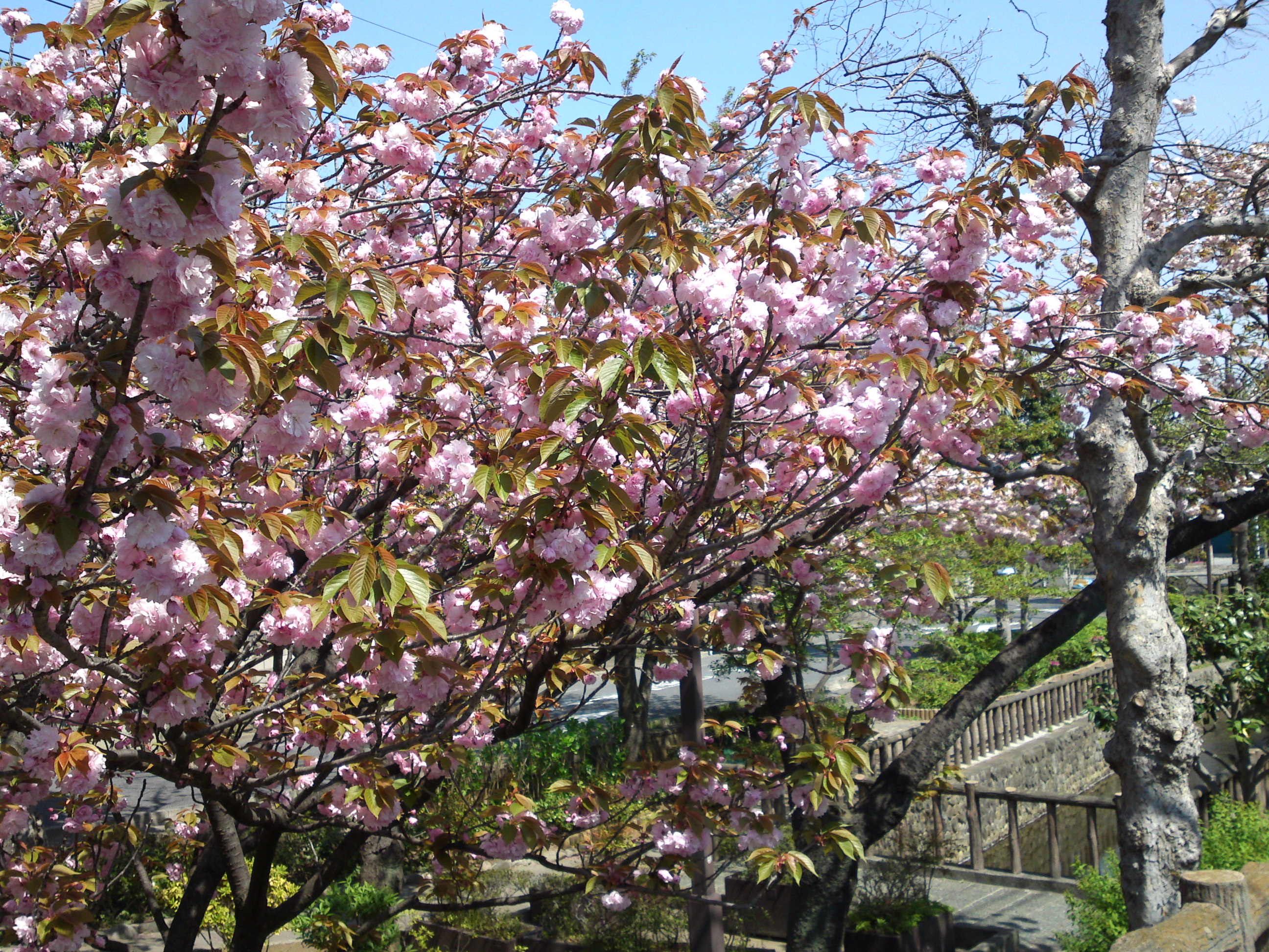 2017年春古川親水公園に咲く桜の花５