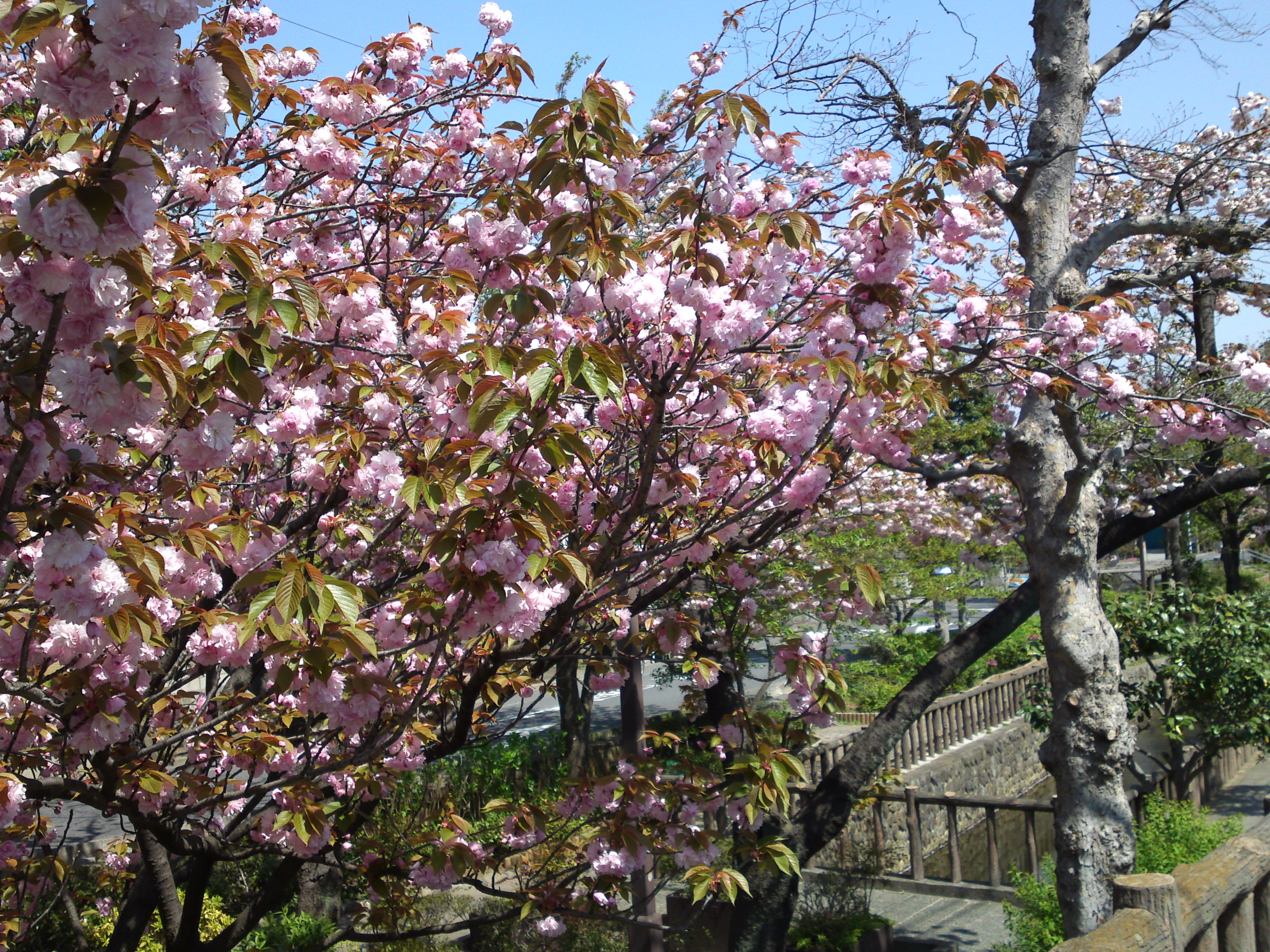 2017年春古川親水公園に咲く桜の花６