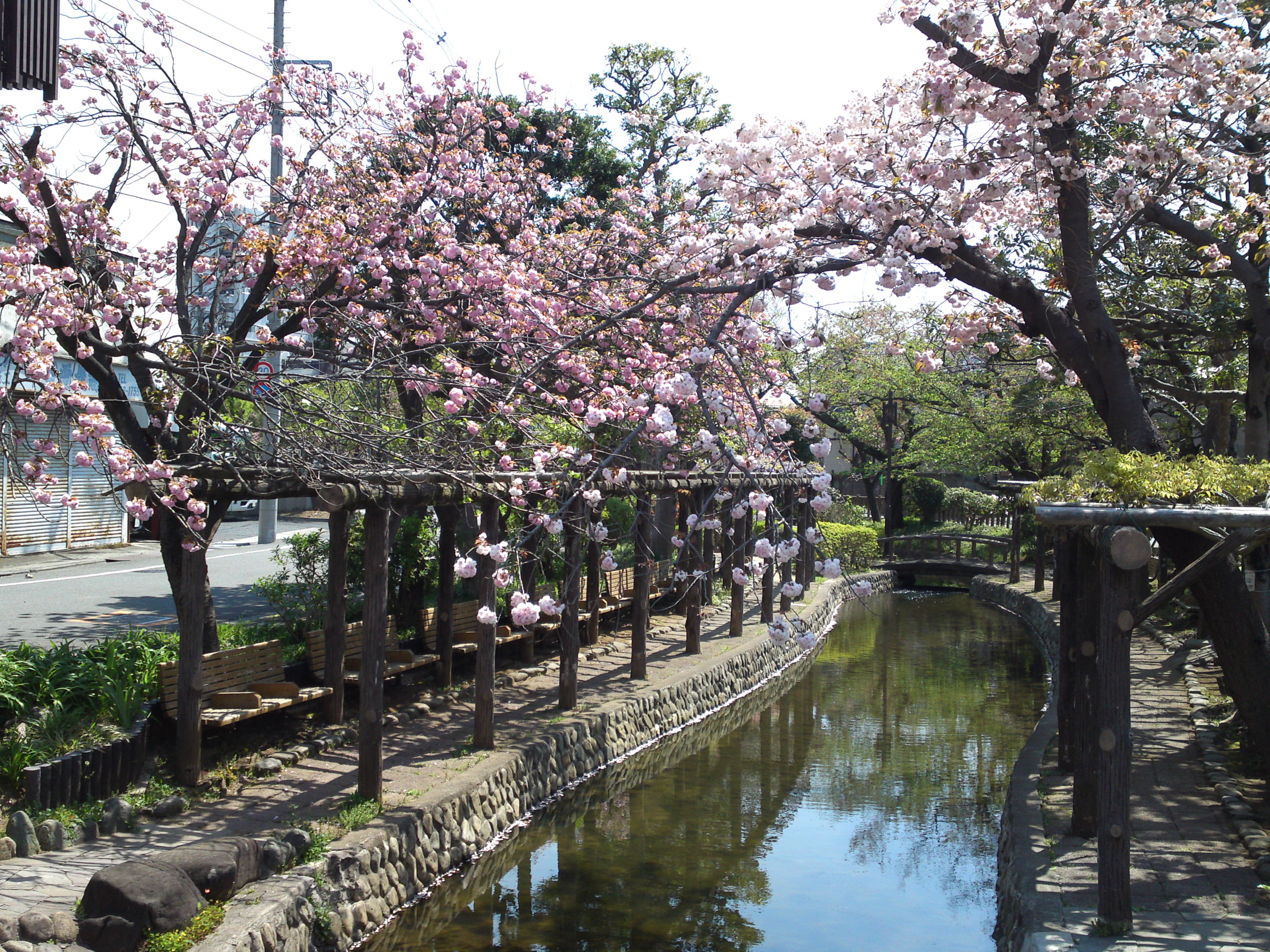2017年春古川親水公園に咲く桜の花８