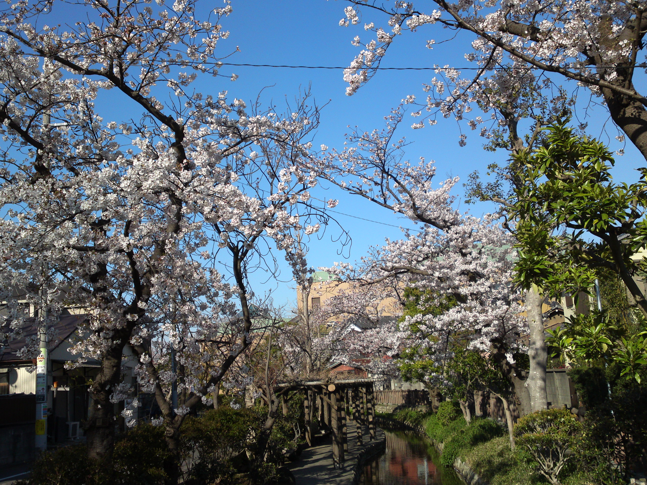 2019年春古川親水公園に咲くソメイヨシノ