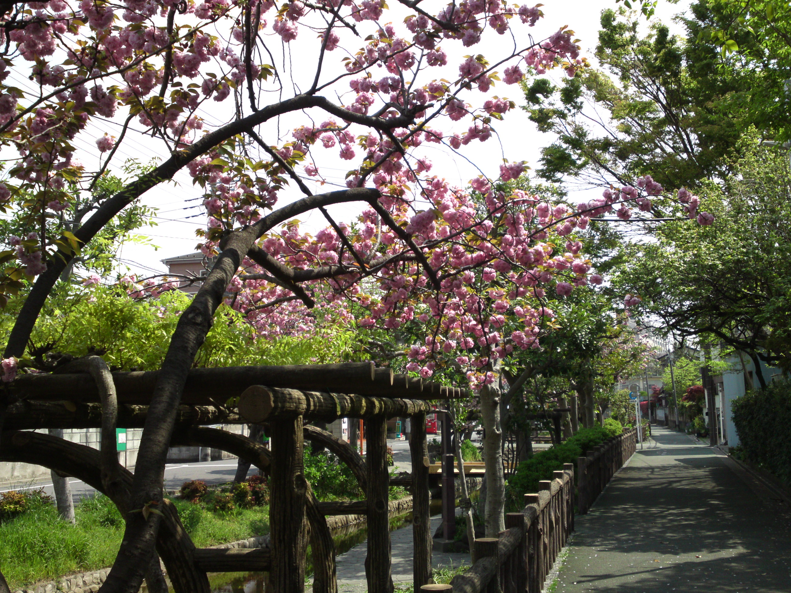 2019年春古川親水公園に咲く八重桜１０