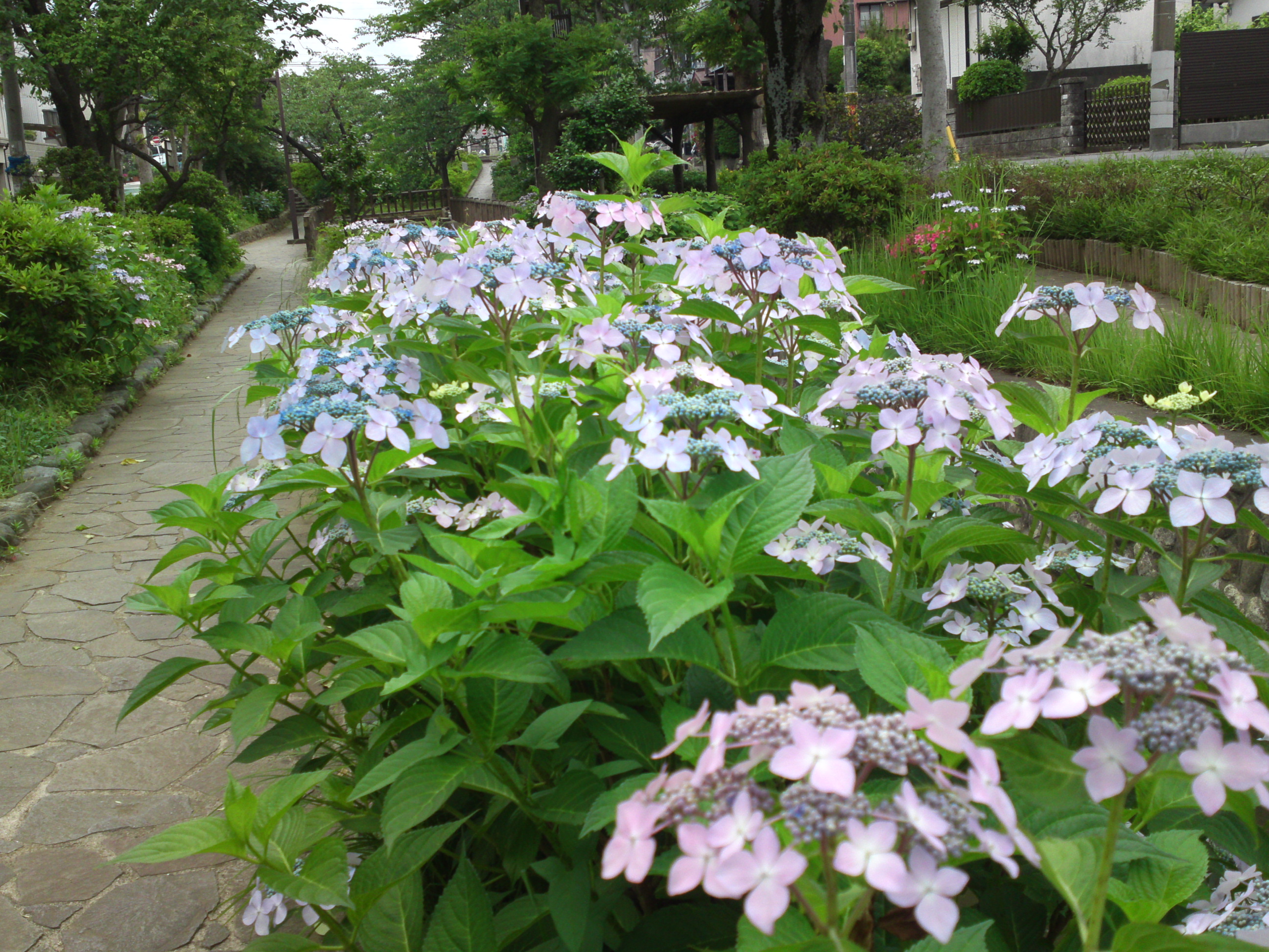 2019年春古川親水公園に咲く紫陽花の花１