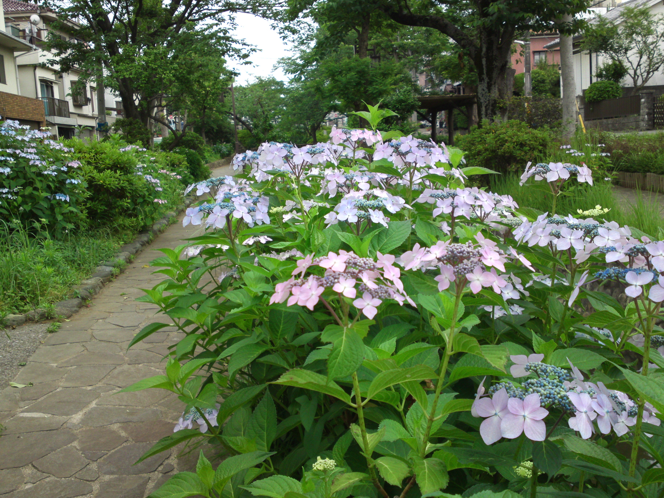 2019年春古川親水公園に咲く紫陽花の花２