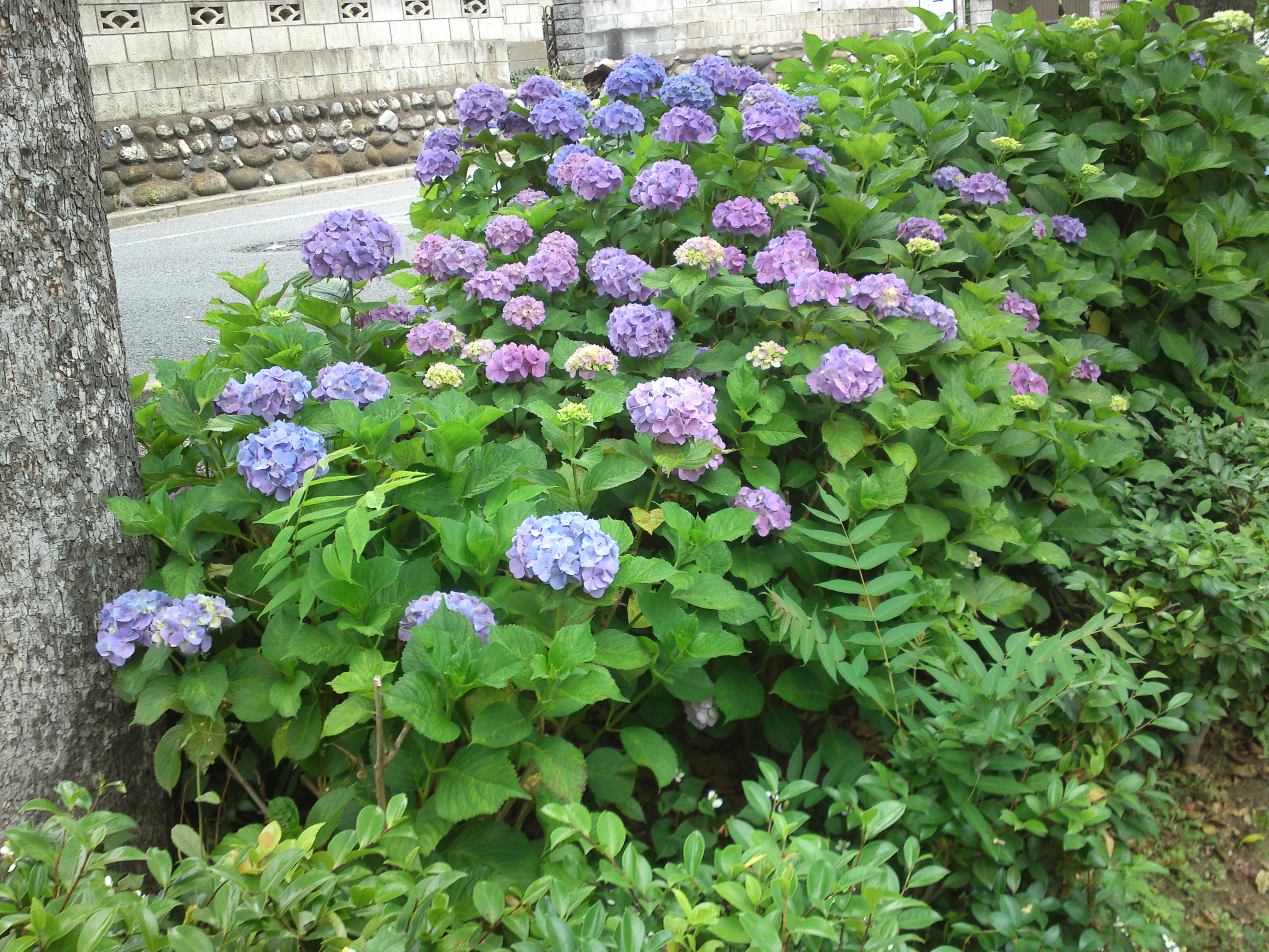 2019年春古川親水公園に咲く紫陽花の花４