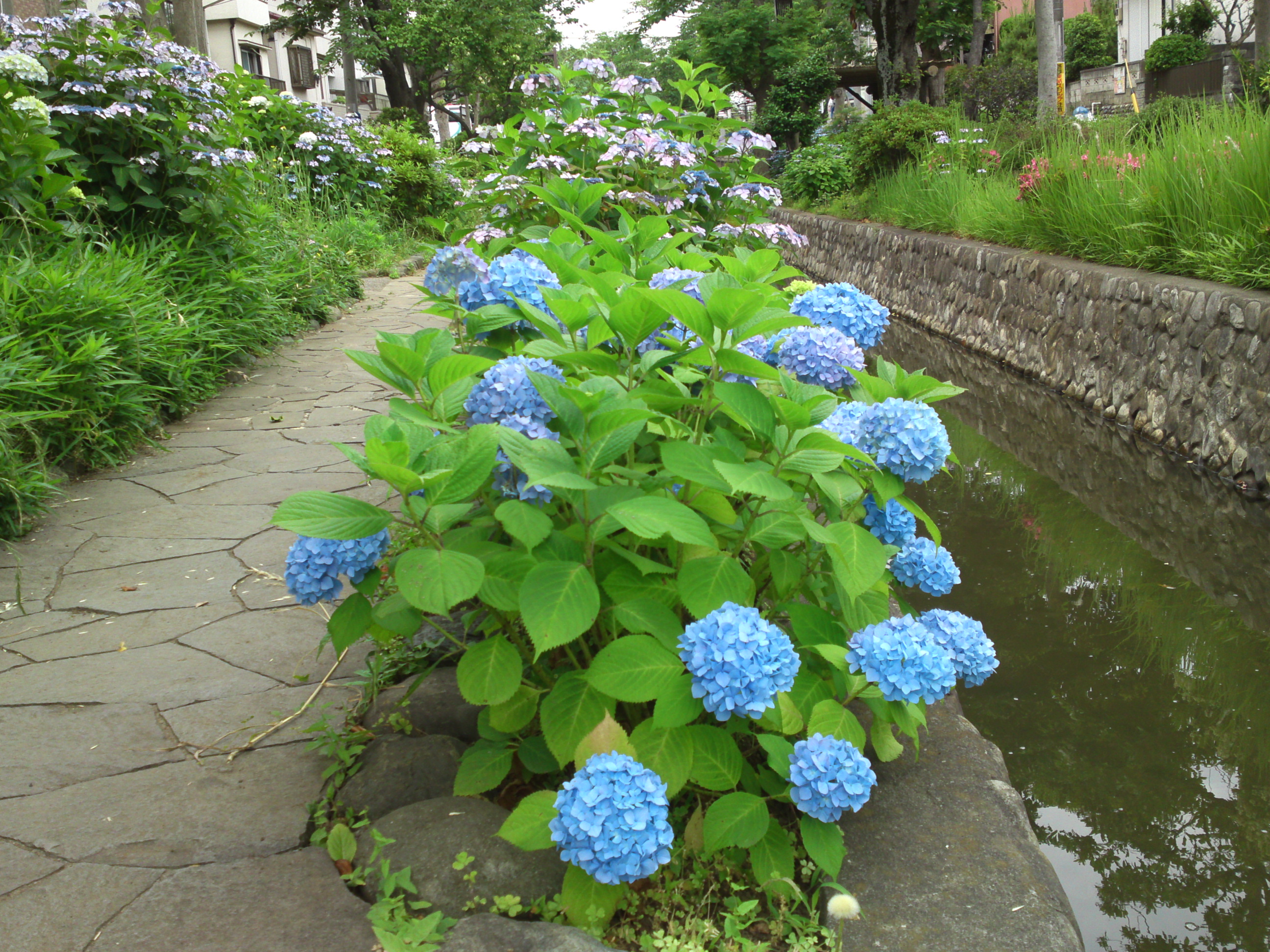 2019年春古川親水公園に咲く紫陽花の花５