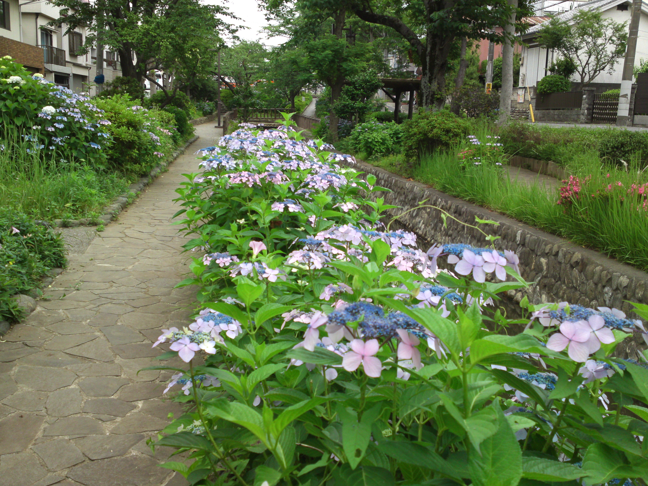 2019年夏古川親水公園咲くアジサイの花２６