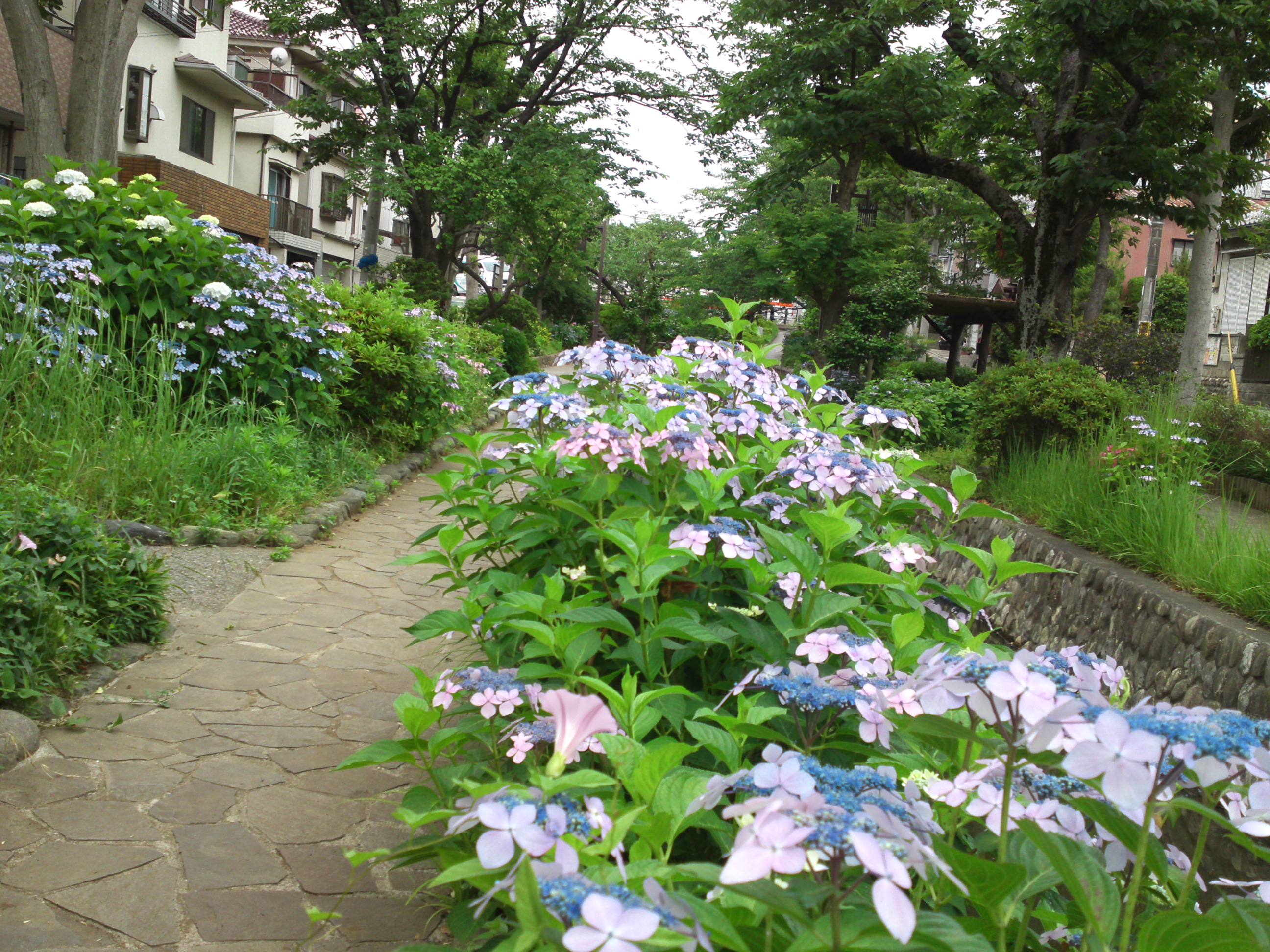 2019年春古川親水公園に咲く紫陽花の花７