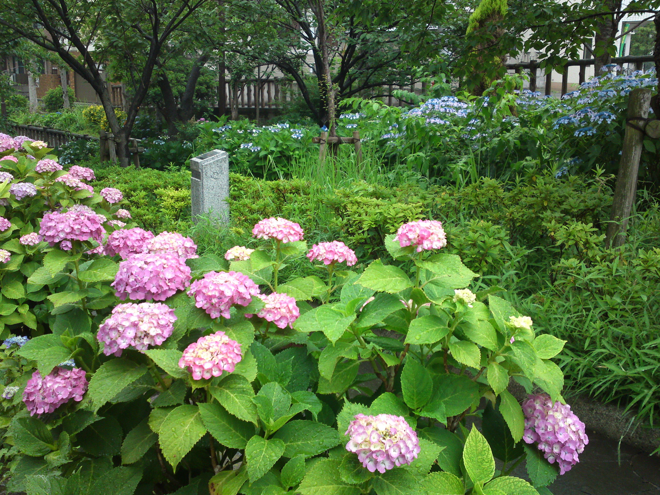 2019年春古川親水公園に咲く紫陽花の花９