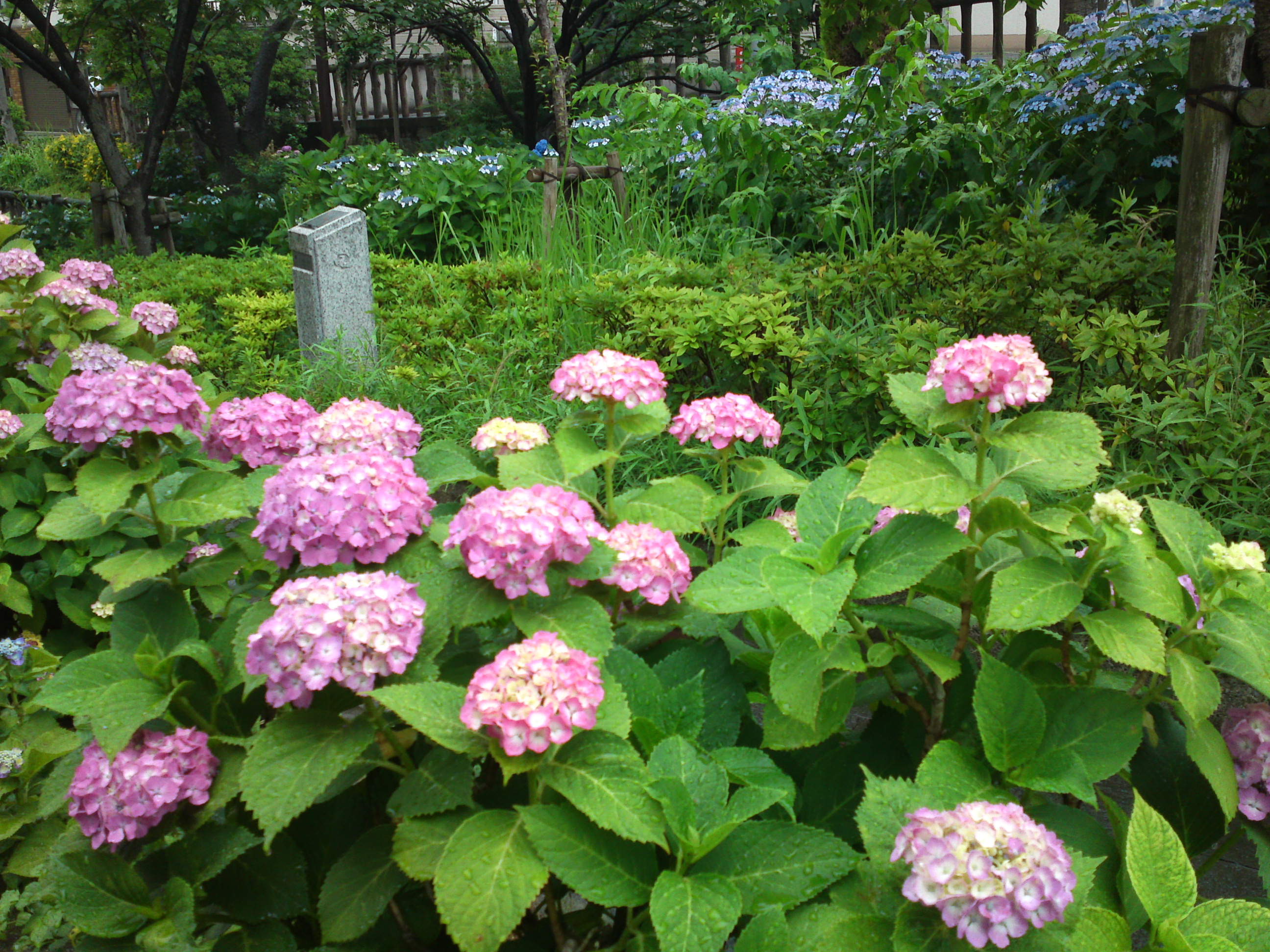 2019年春古川親水公園に咲く紫陽花の花１０
