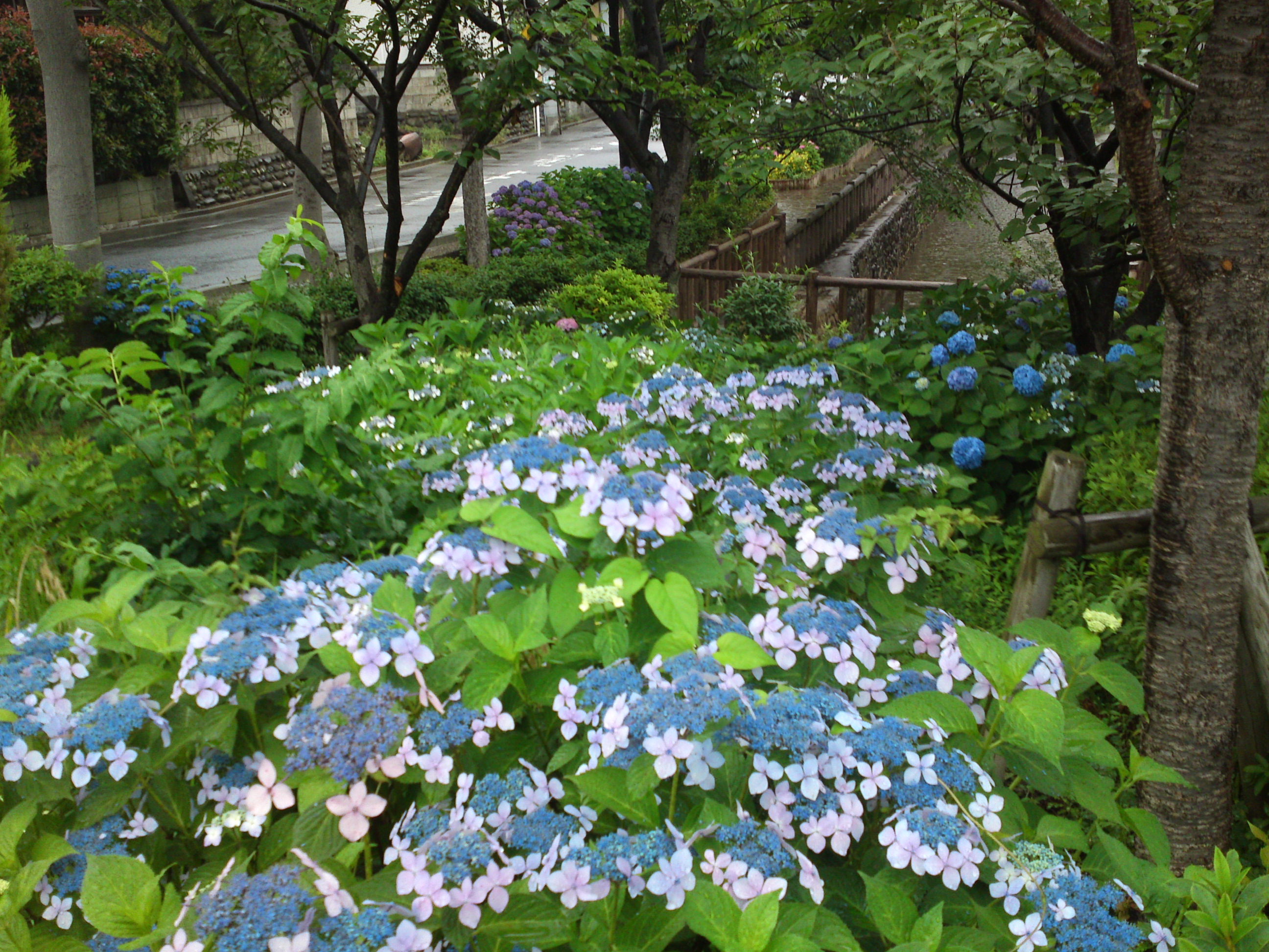 2019年春古川親水公園に咲く紫陽花の花１４