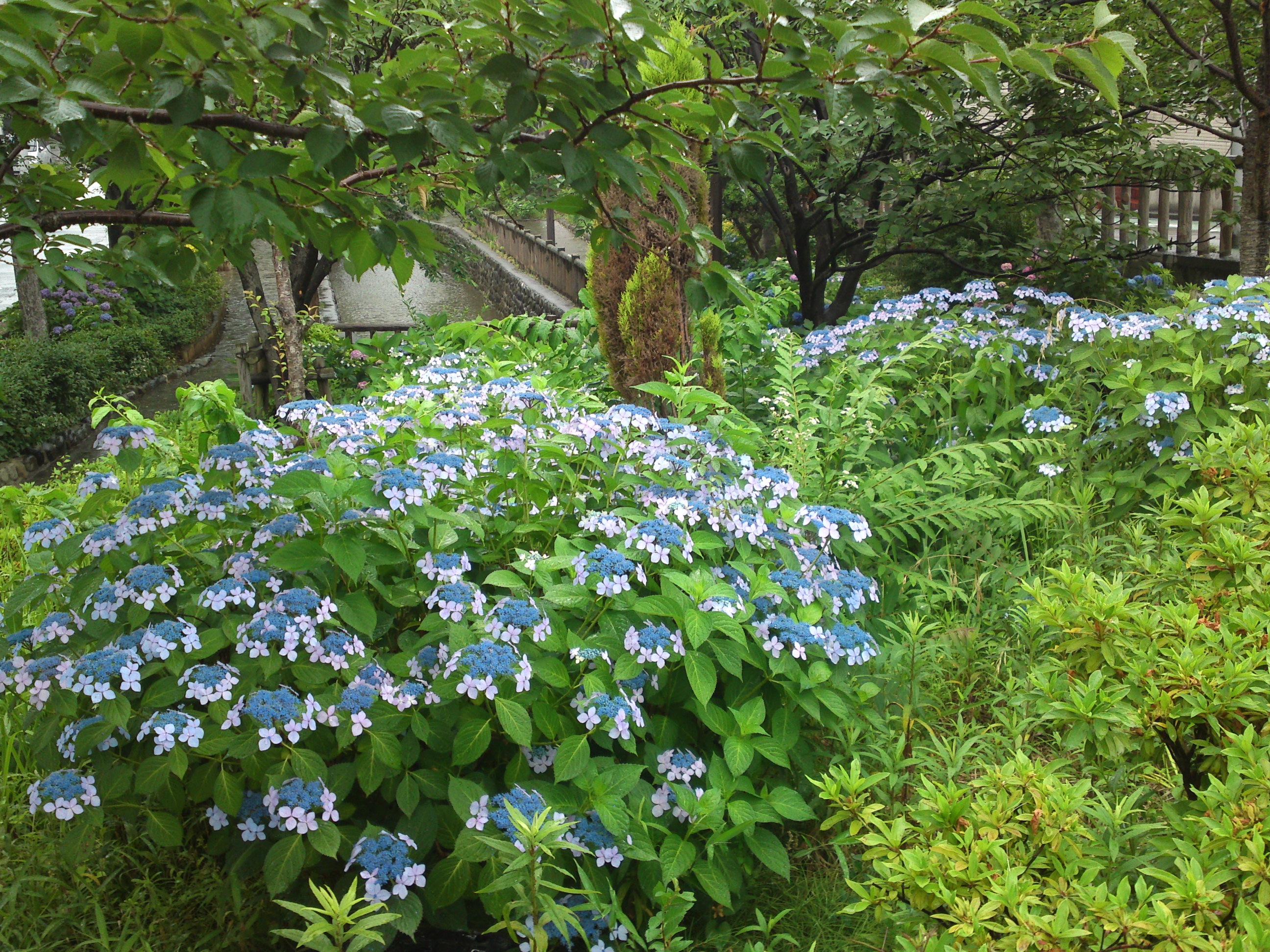 2019年春古川親水公園に咲く紫陽花の花１５