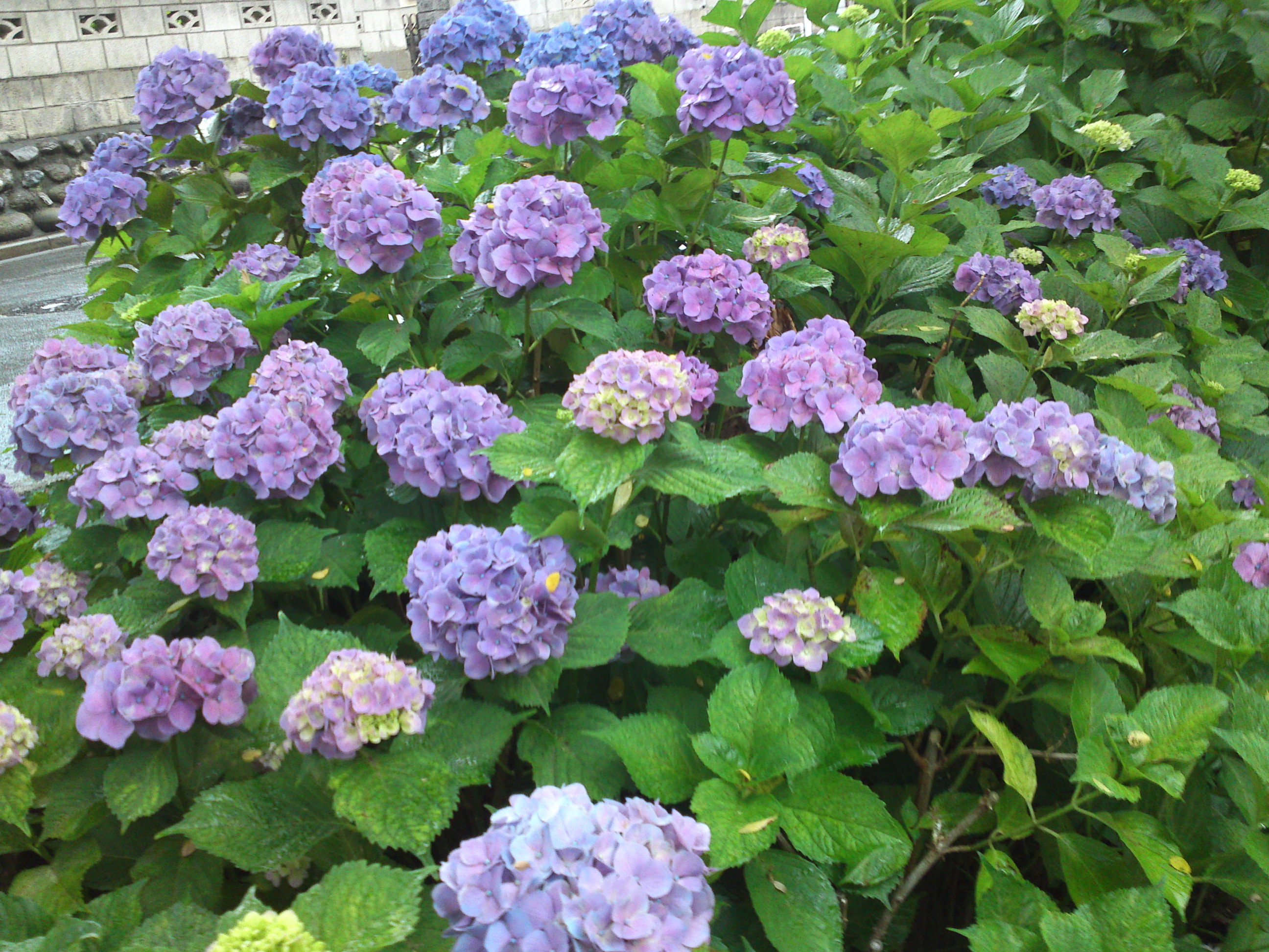 2019年春古川親水公園に咲く紫陽花の花１６