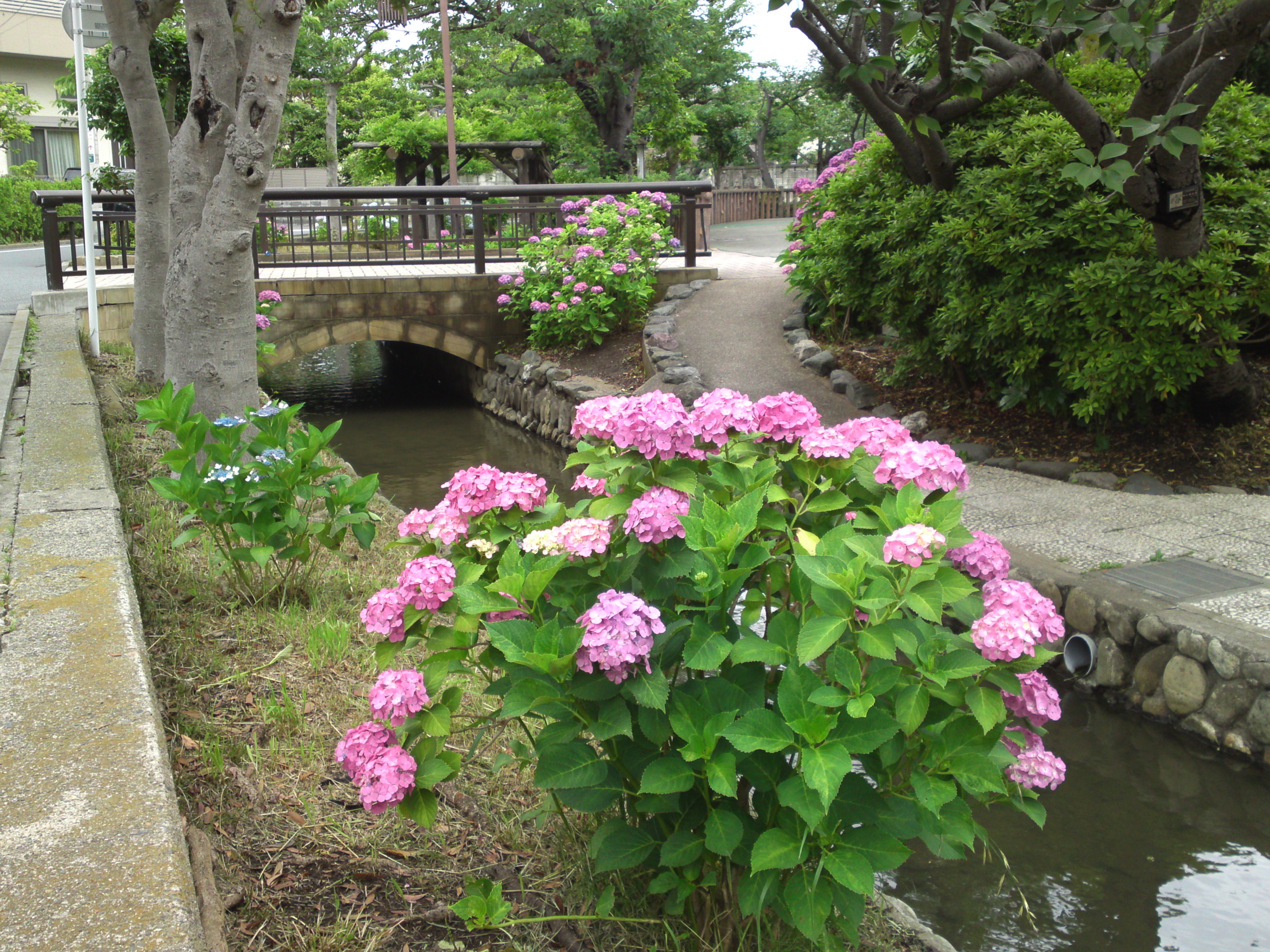 2019年春古川親水公園に咲く紫陽花の花１８