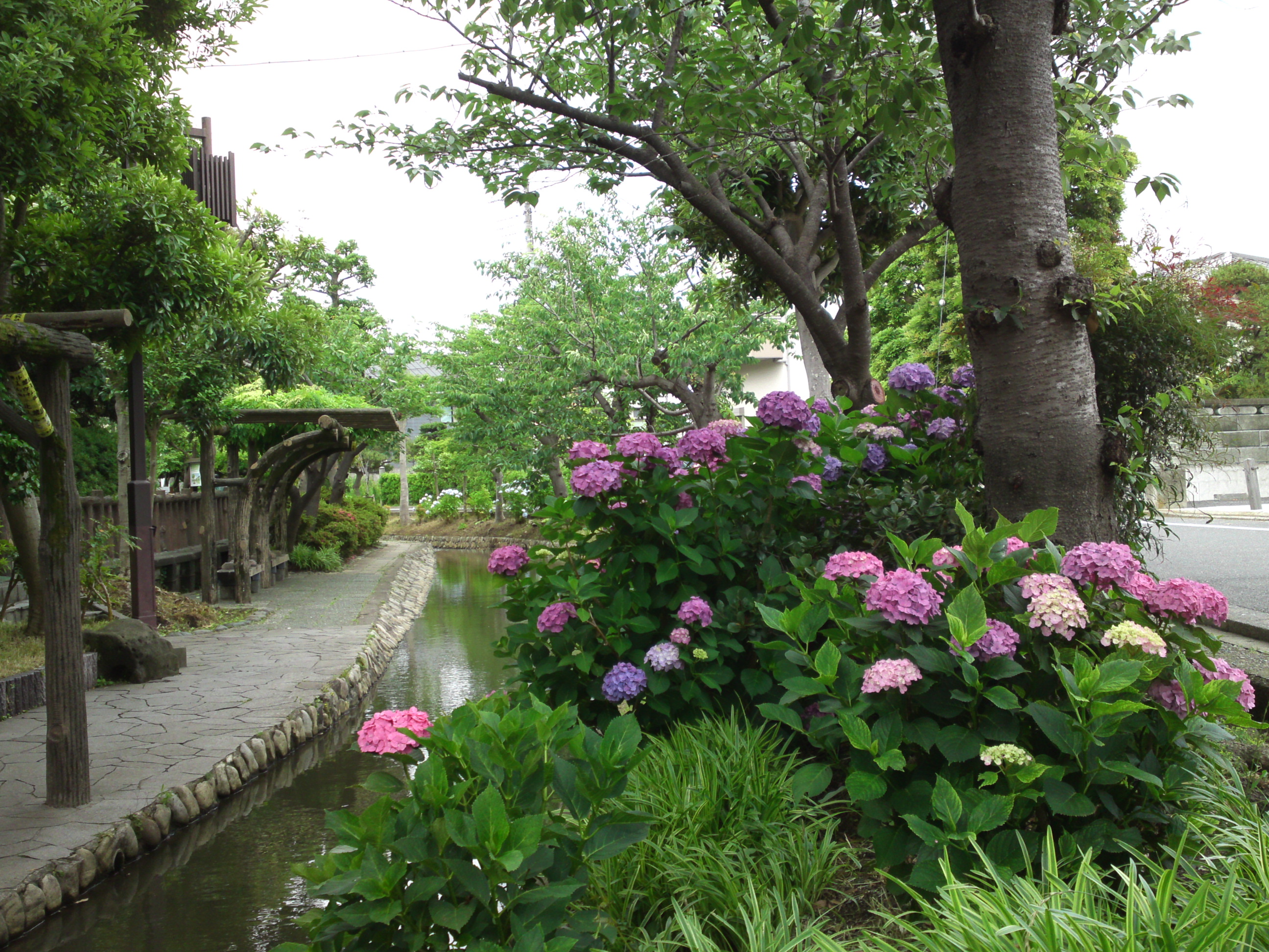 2019年春古川親水公園に咲く紫陽花の花１９