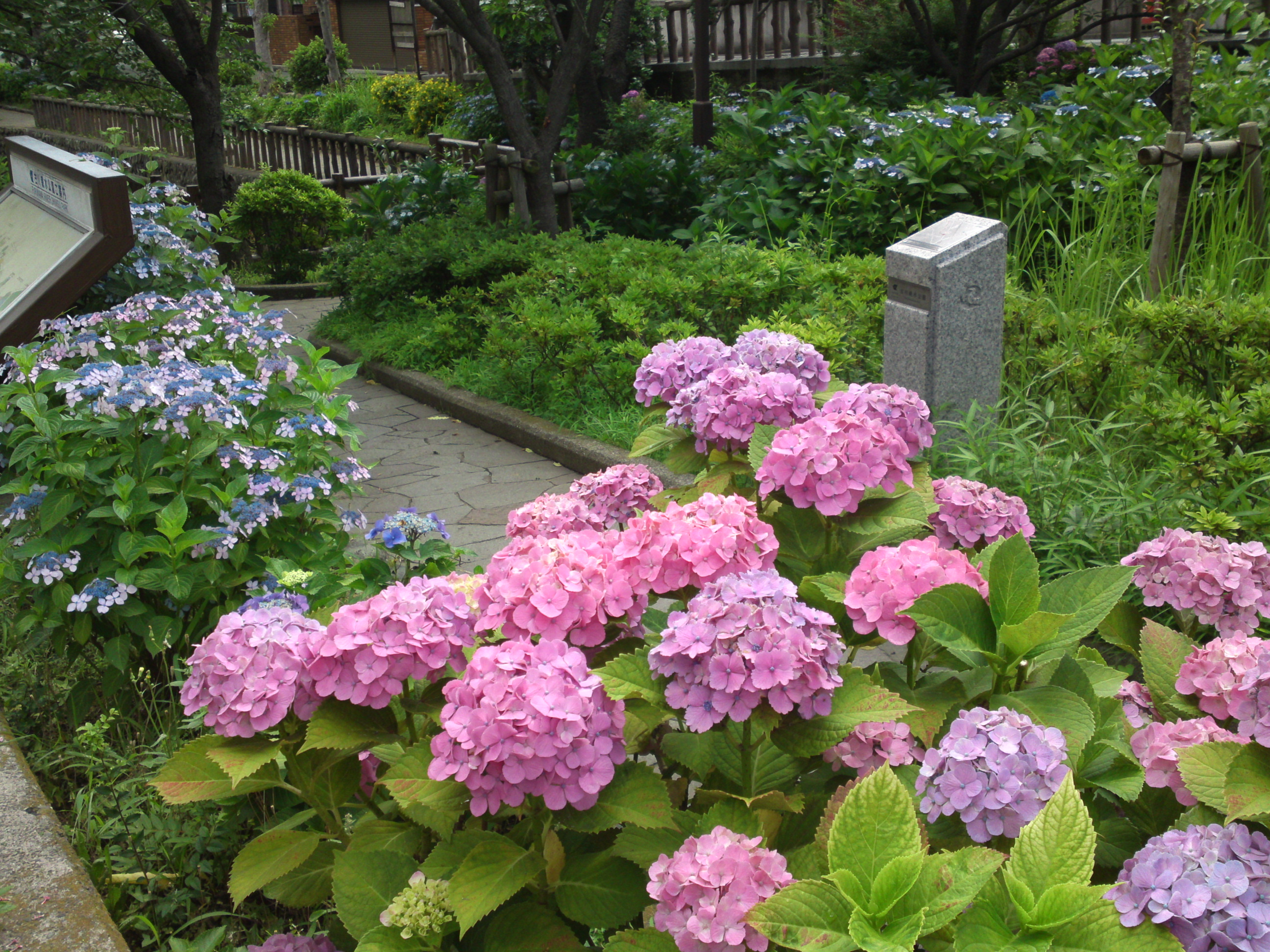 2019年春古川親水公園に咲く紫陽花の花２０