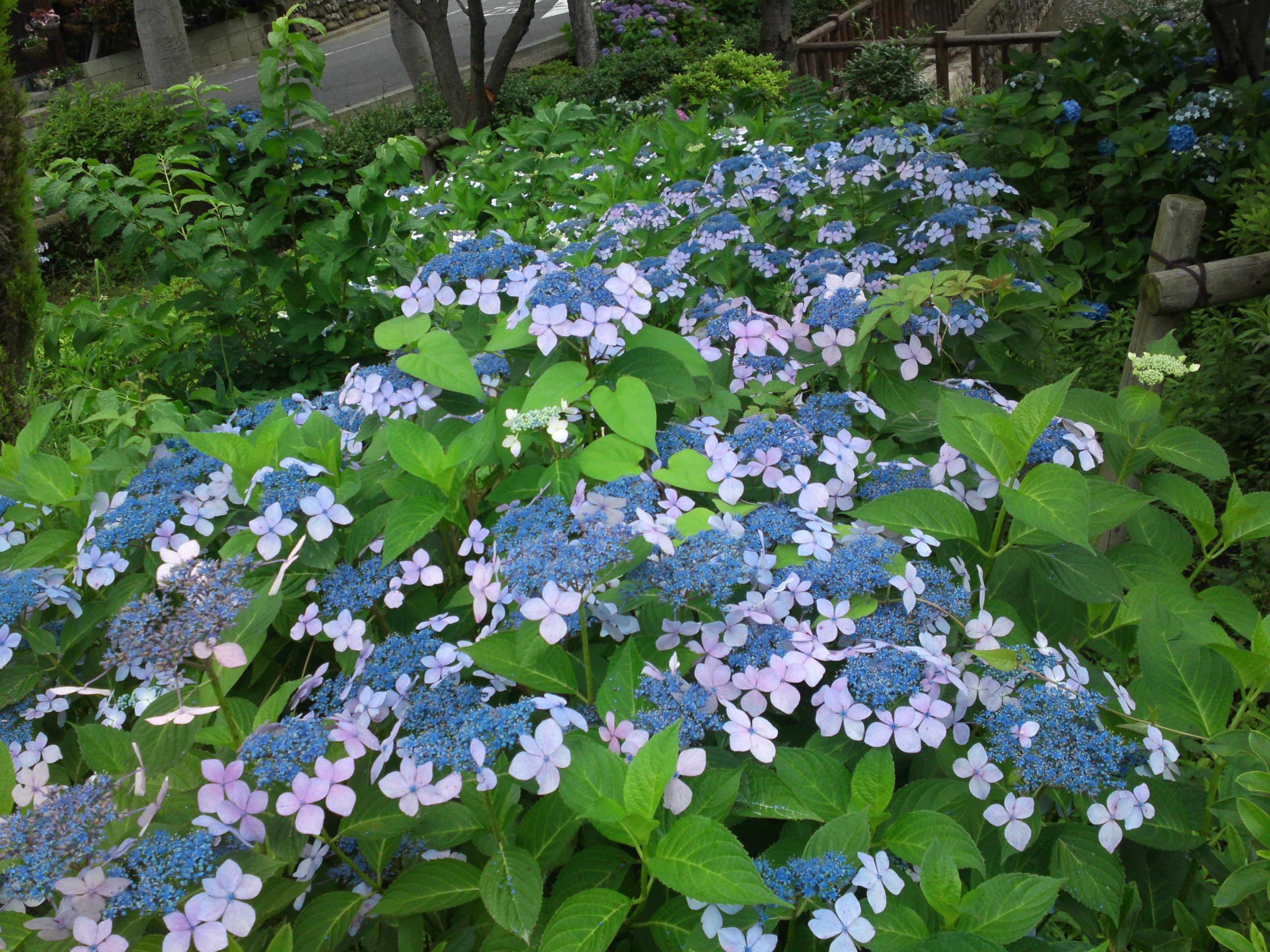 2019年春古川親水公園に咲く紫陽花の花２２