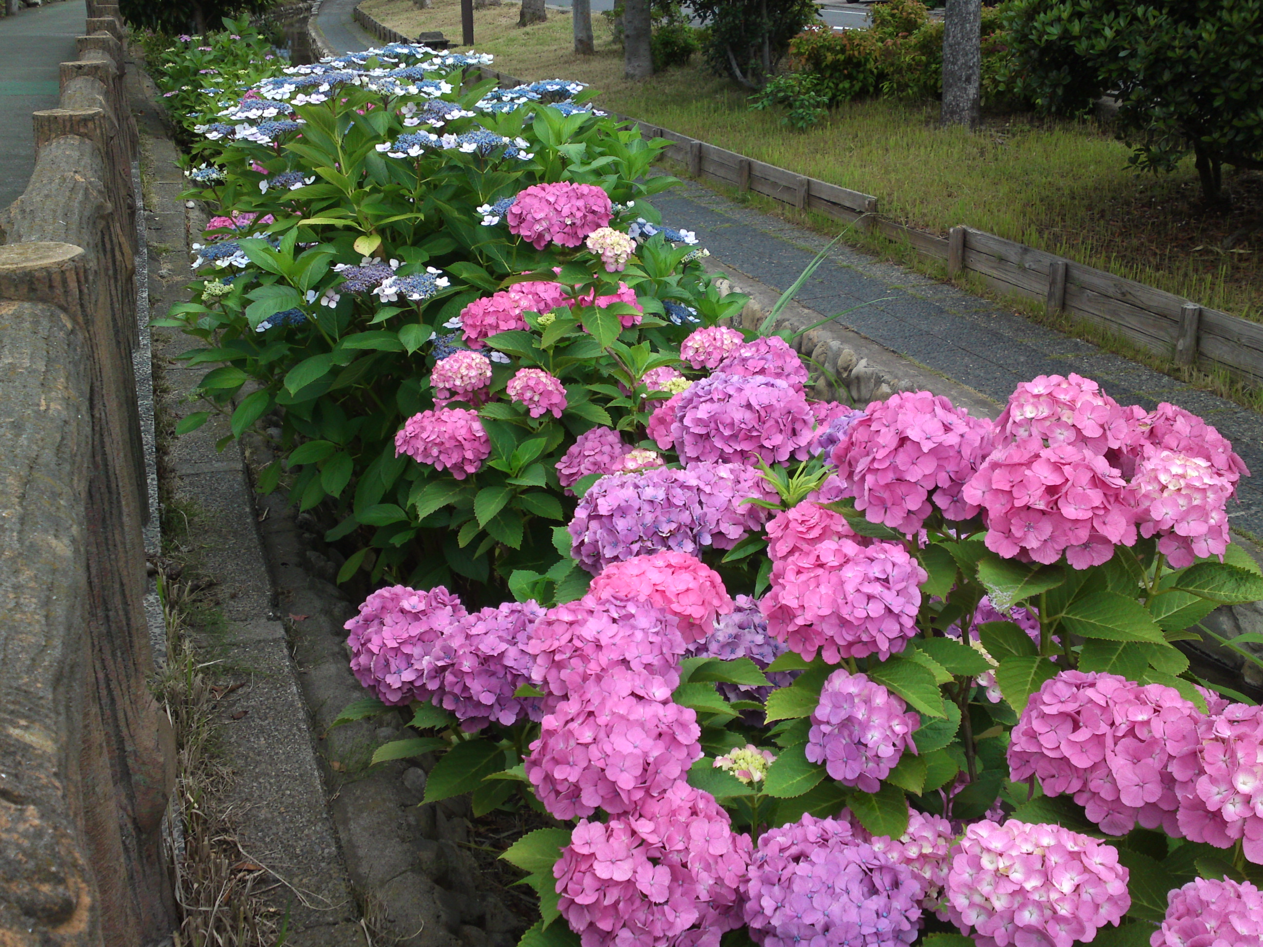 2019年春古川親水公園に咲く紫陽花の花２３