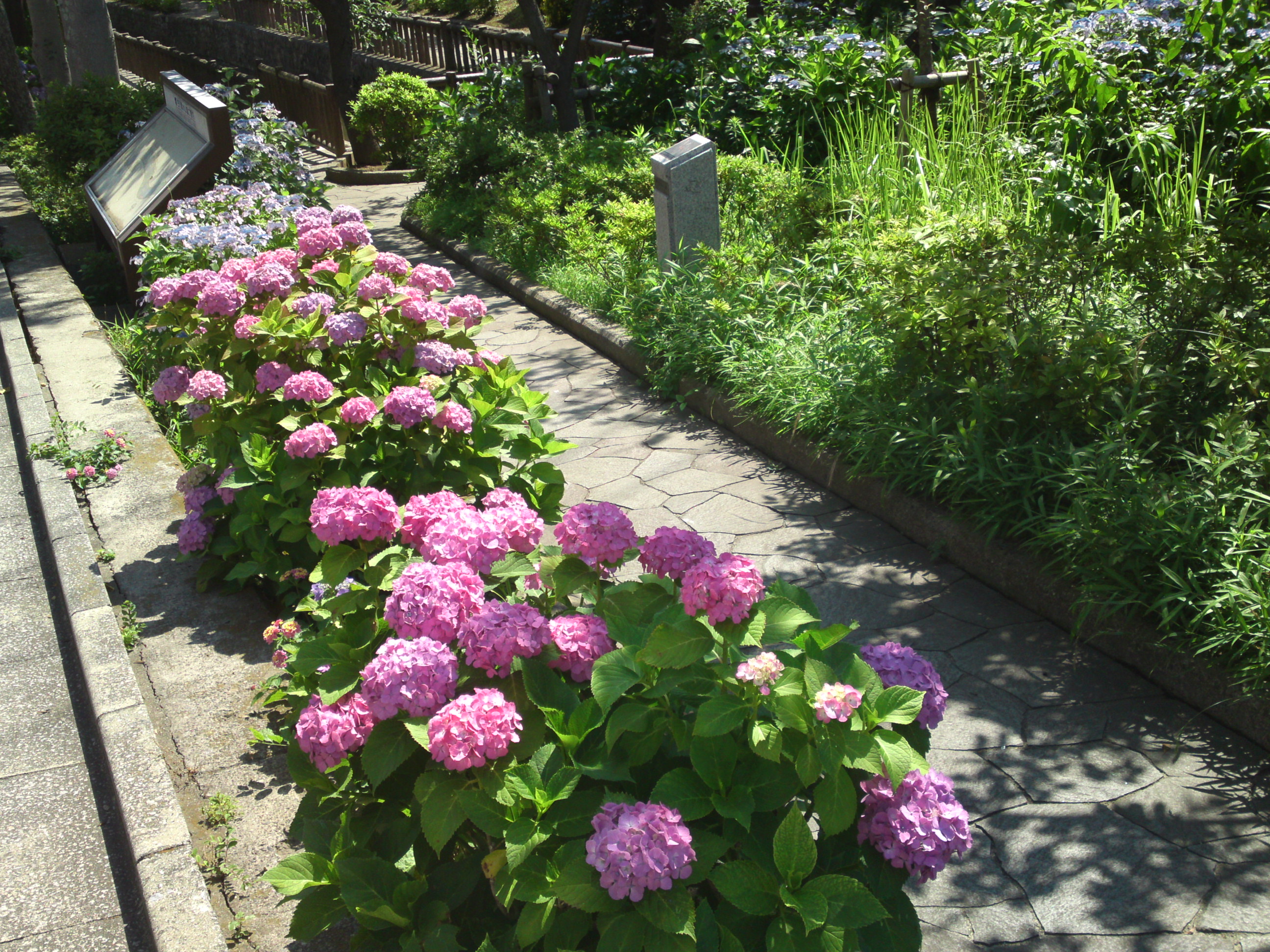 2019年夏古川親水公園咲くアジサイの花１