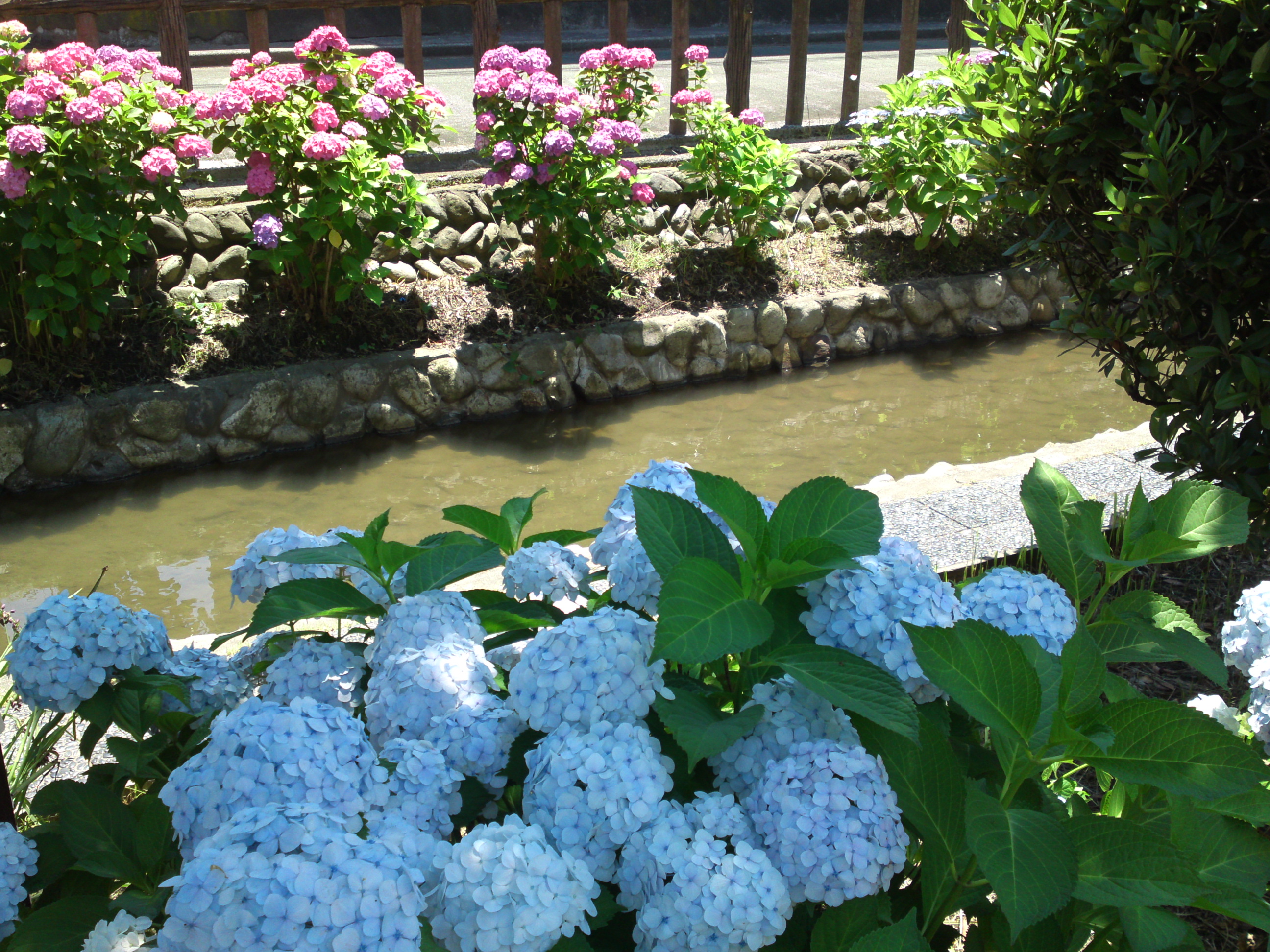 2019年夏古川親水公園咲くアジサイの花１２