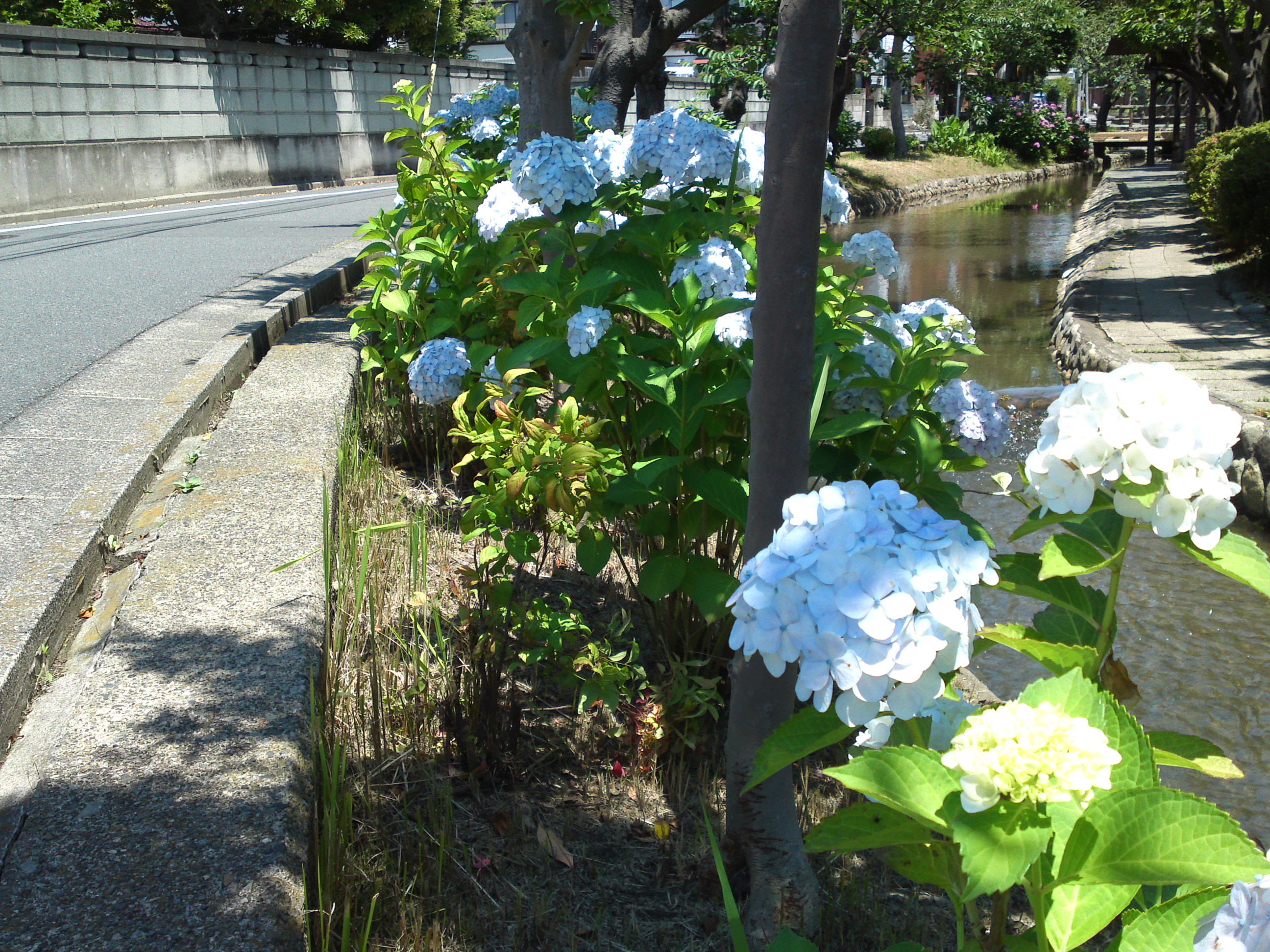 2019年夏古川親水公園咲くアジサイの花１３
