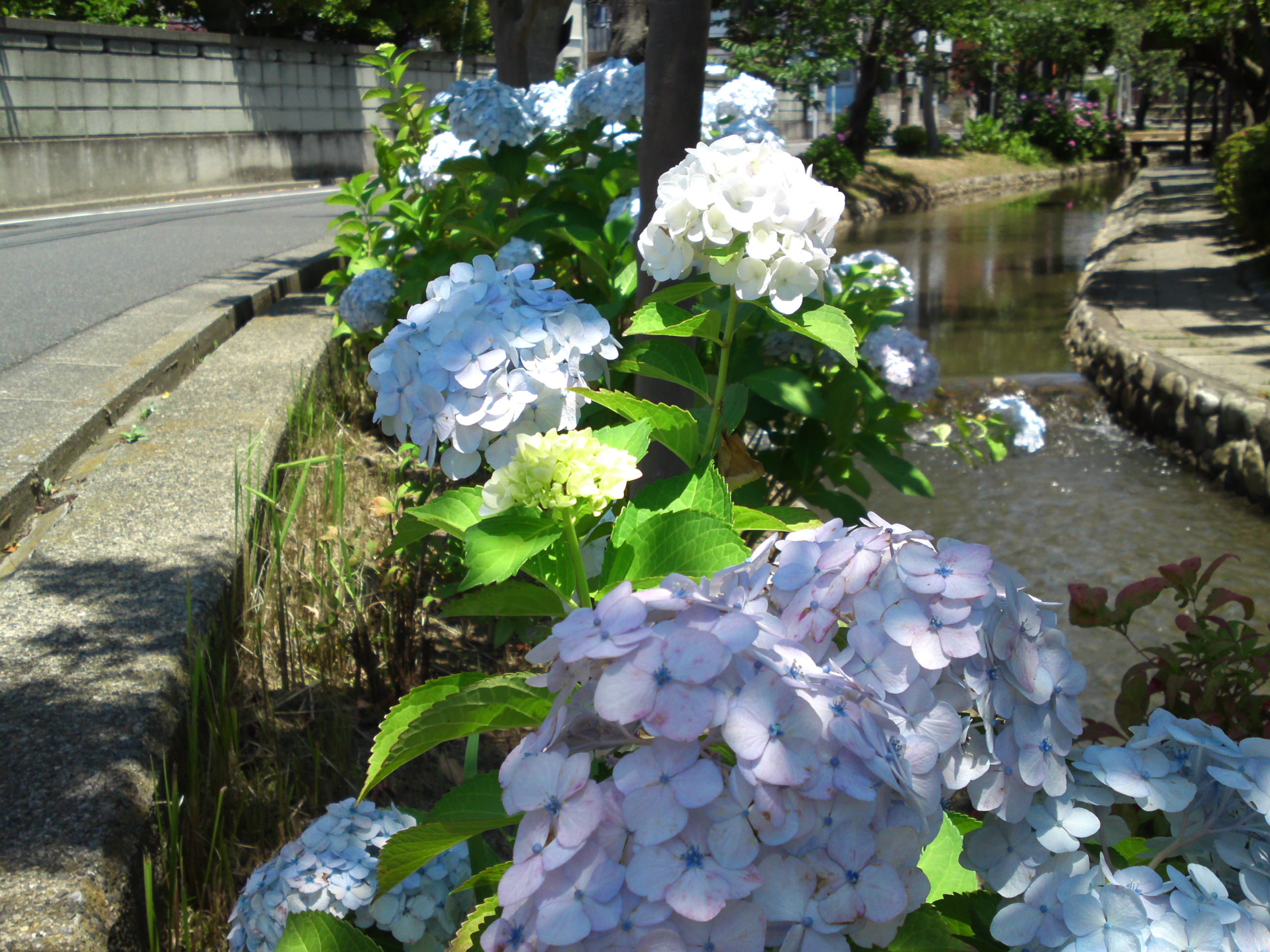 2019年夏古川親水公園咲くアジサイの花１４