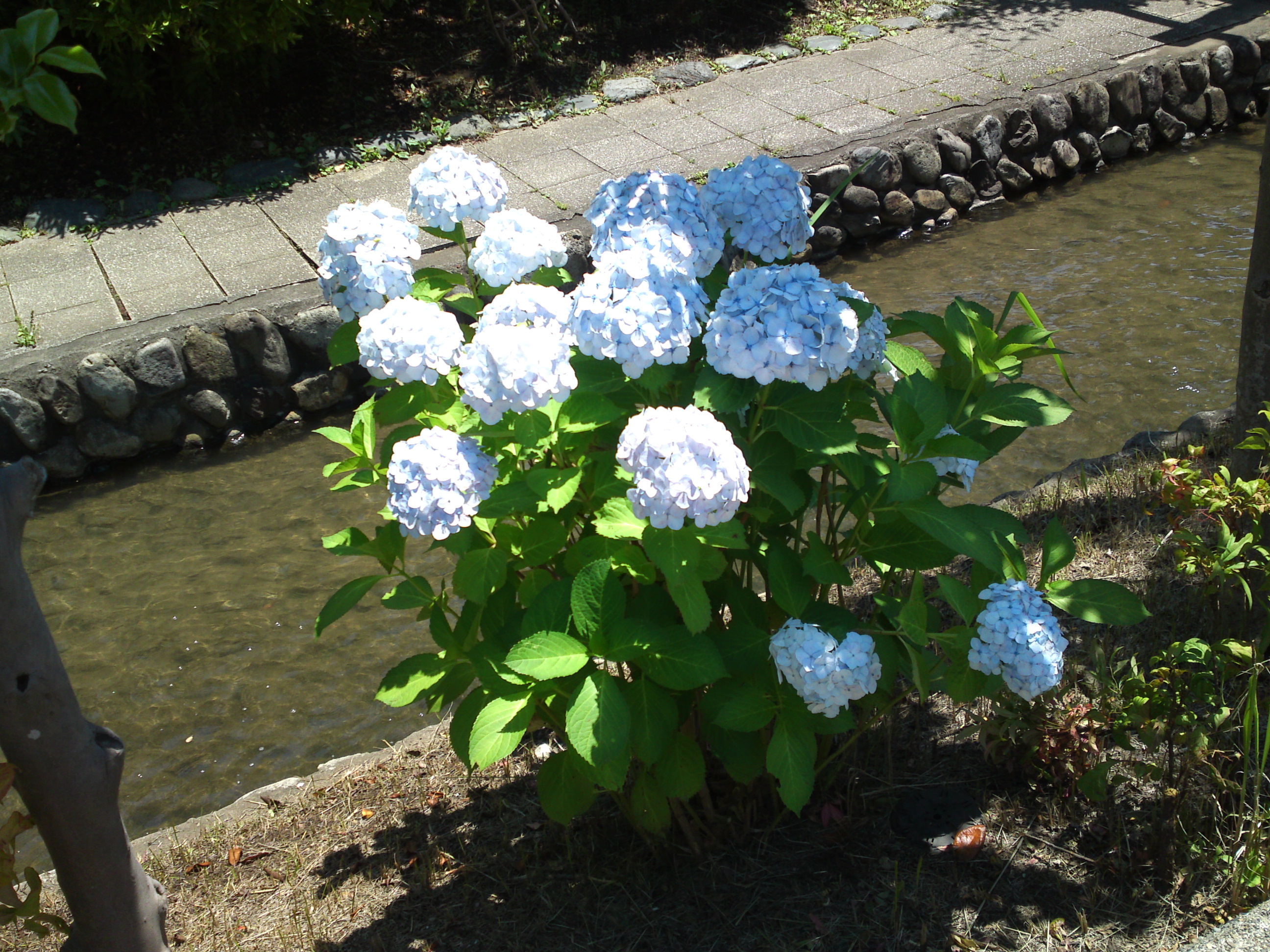 2019年夏古川親水公園咲くアジサイの花１５