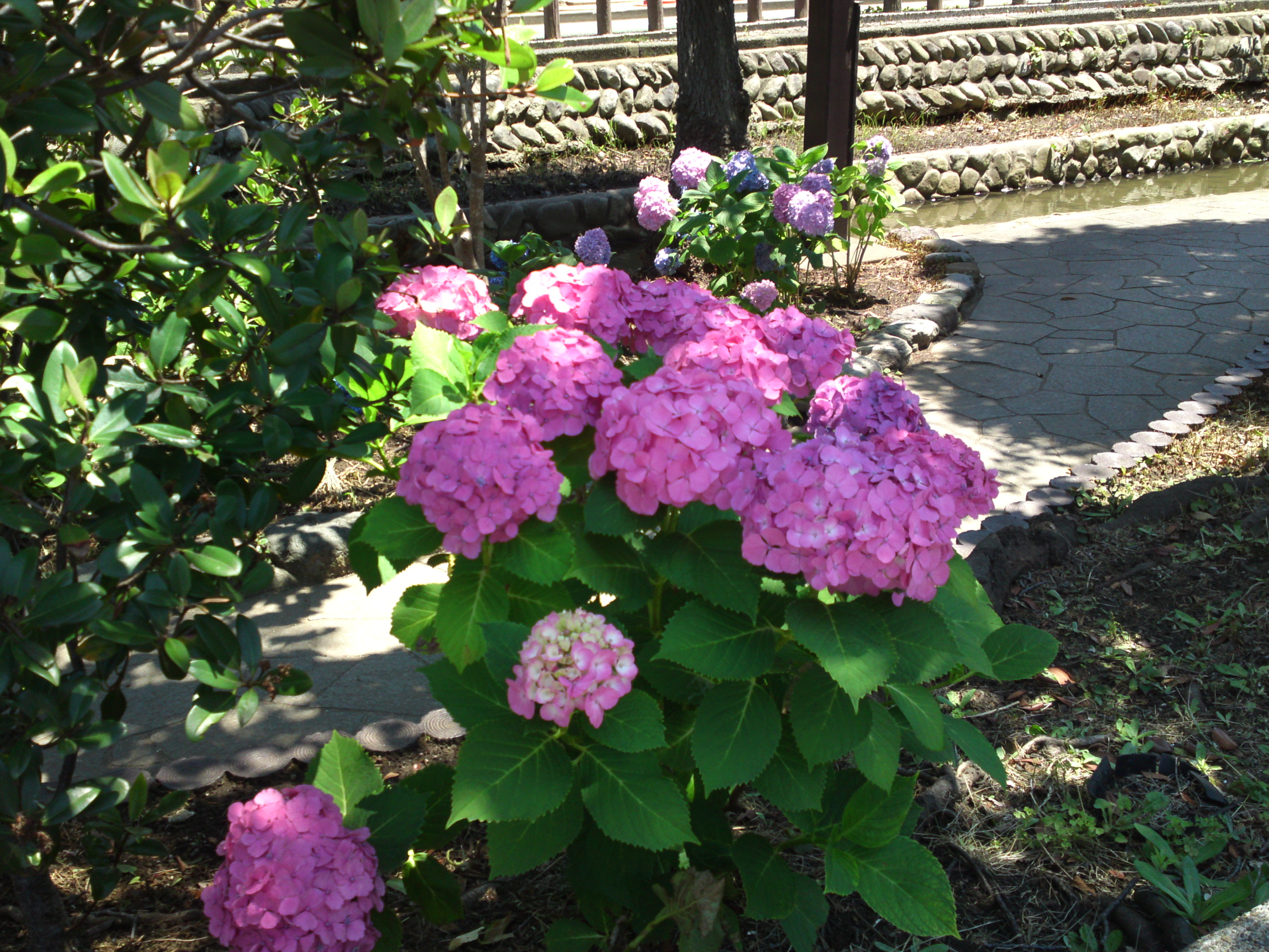 2019年夏古川親水公園咲くアジサイの花１７