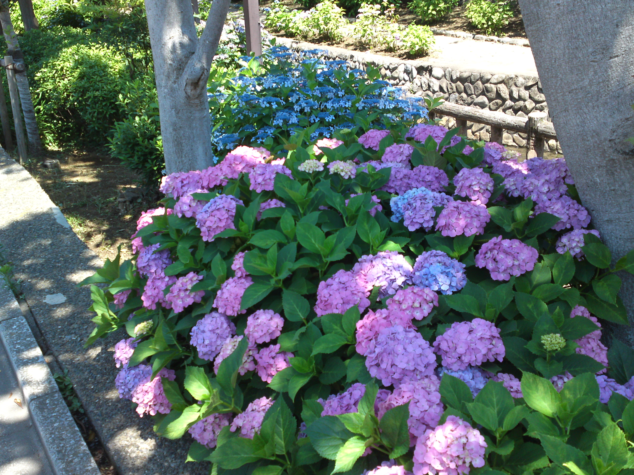 2019年夏古川親水公園咲くアジサイの花１８