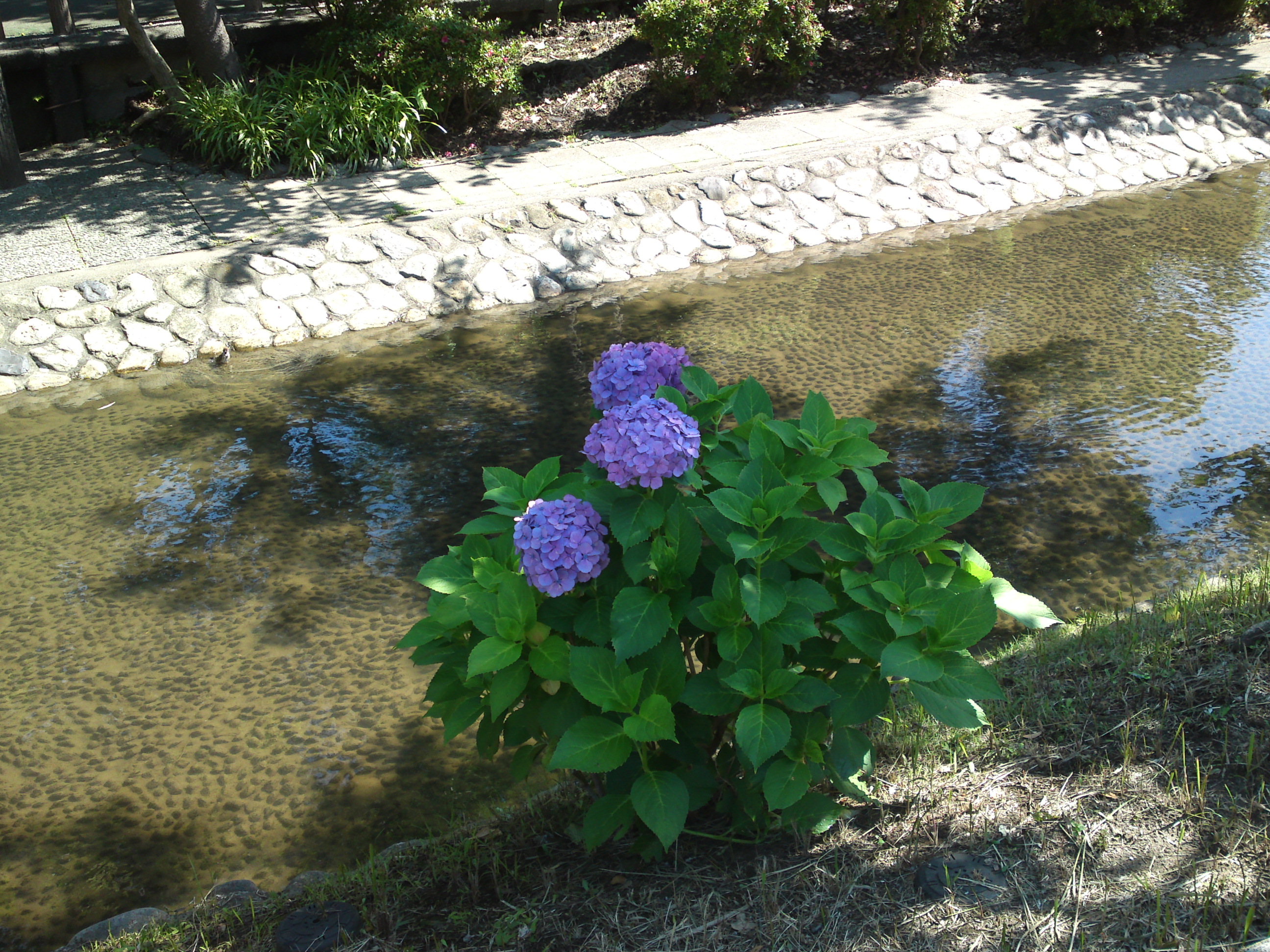 2019年夏古川親水公園咲くアジサイの花２０