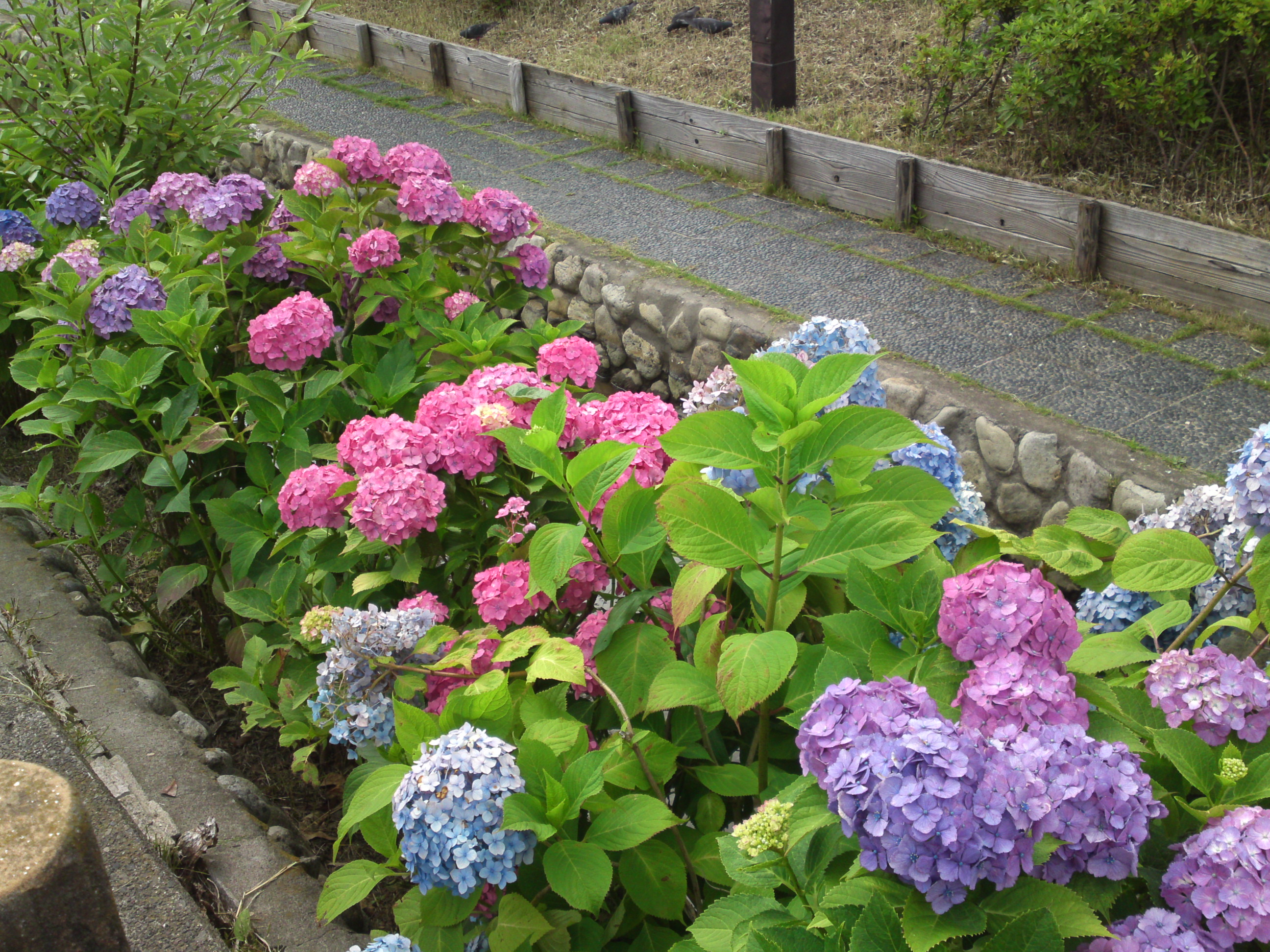 2019年夏古川親水公園咲くアジサイの花２３