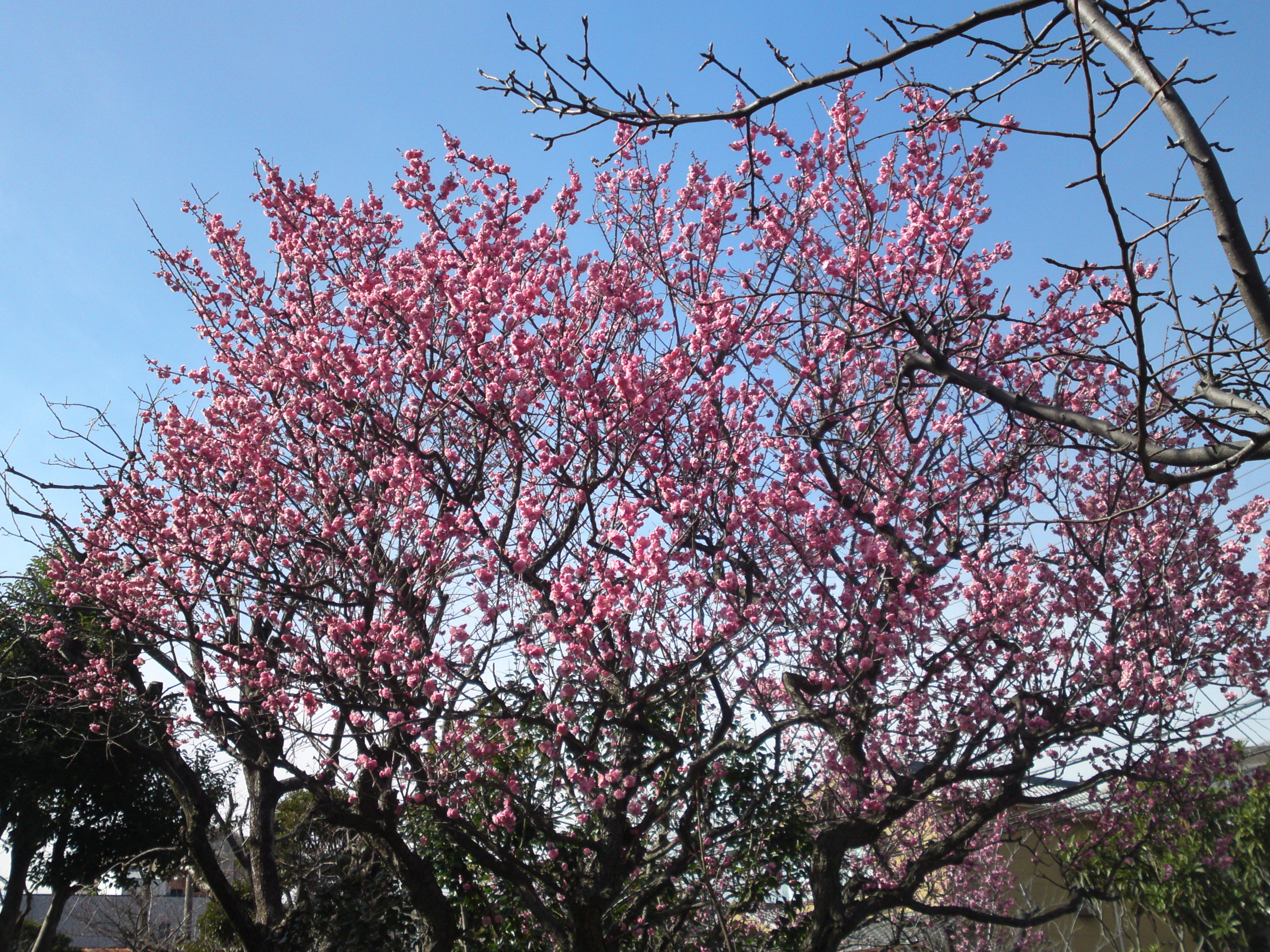 2020年古川親水公園に咲く梅の花２