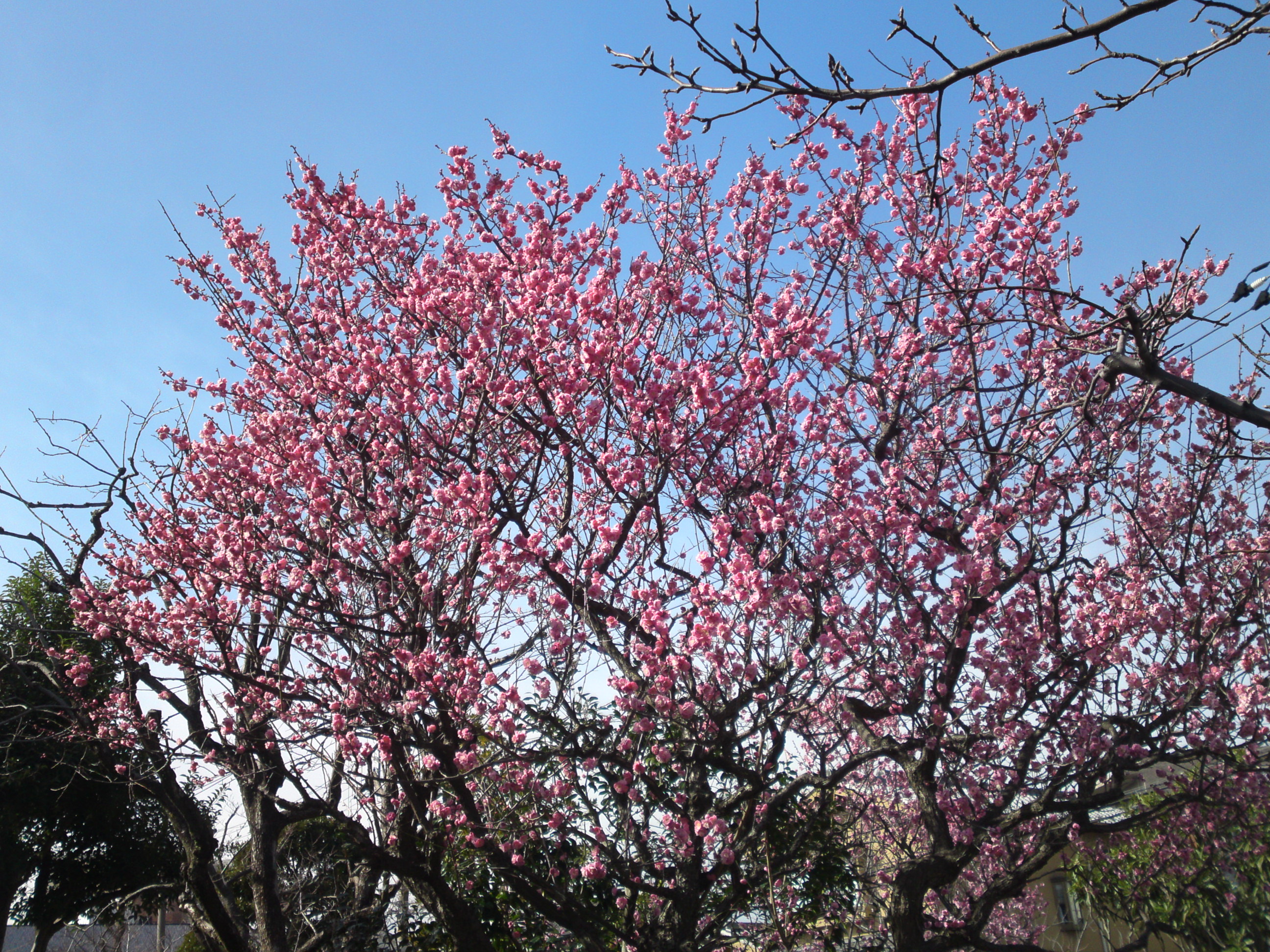 2020年古川親水公園に咲く梅の花３