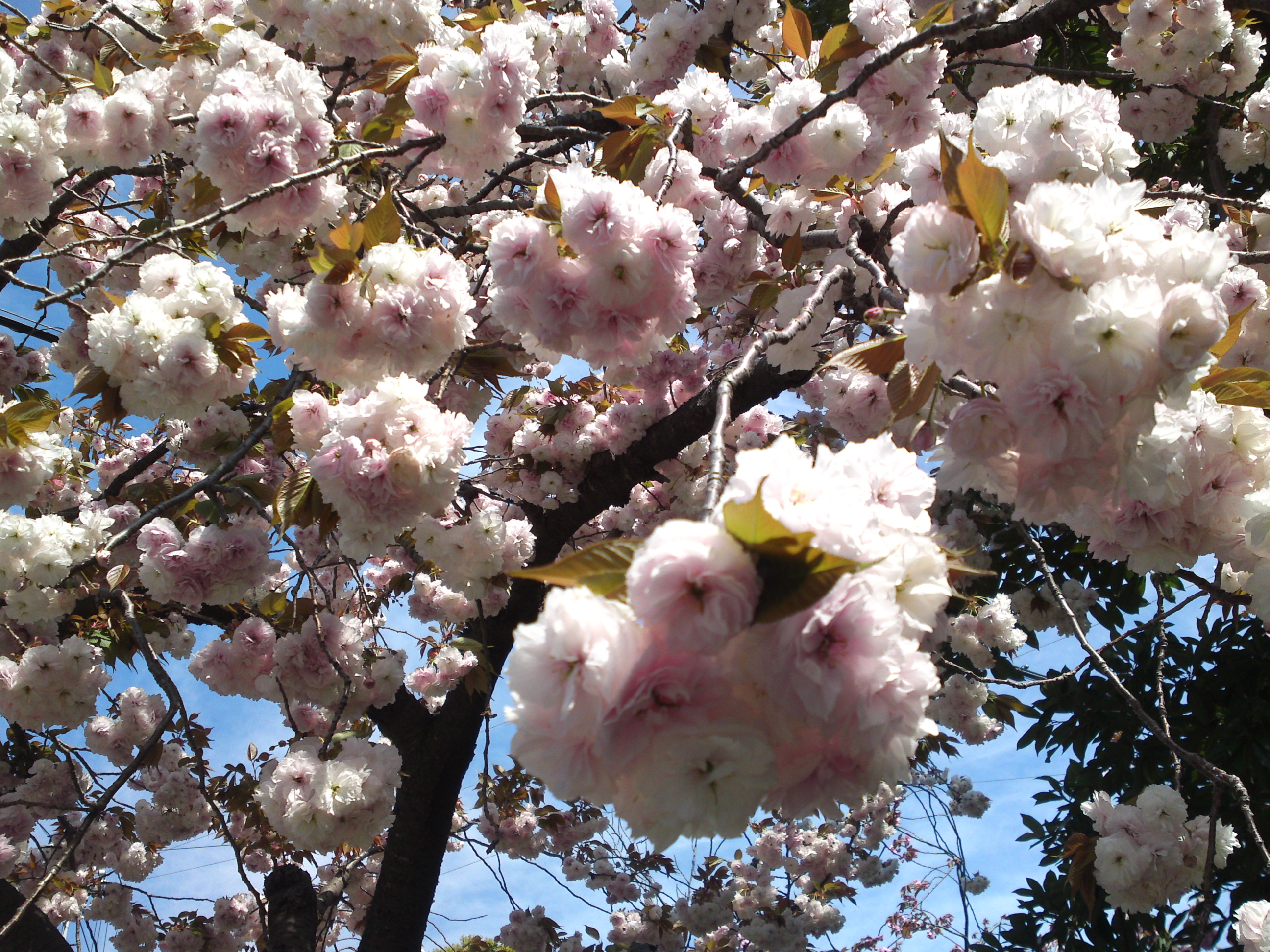 2020年古川親水公園に咲く八重桜１