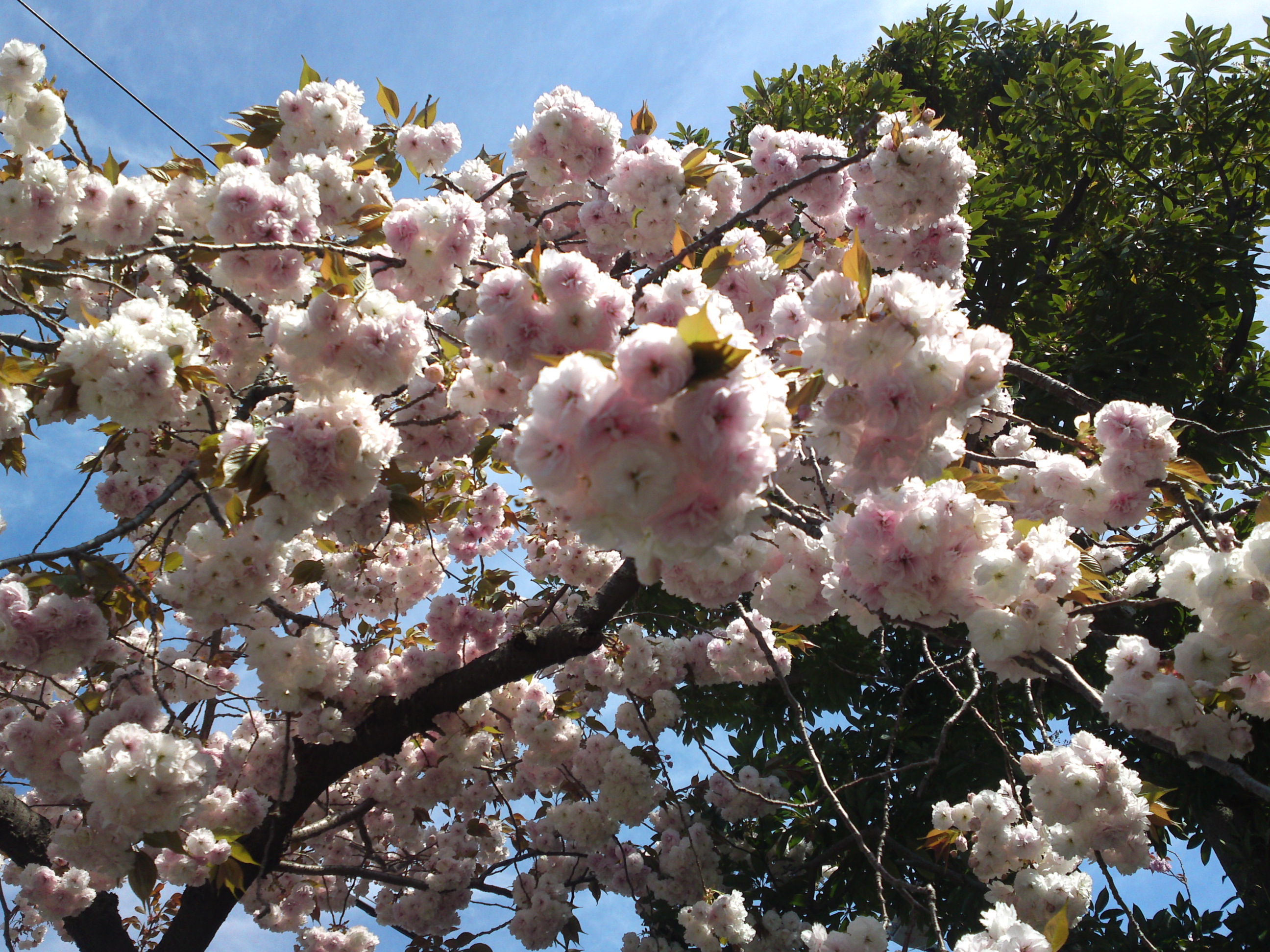 2020年古川親水公園に咲く八重桜２