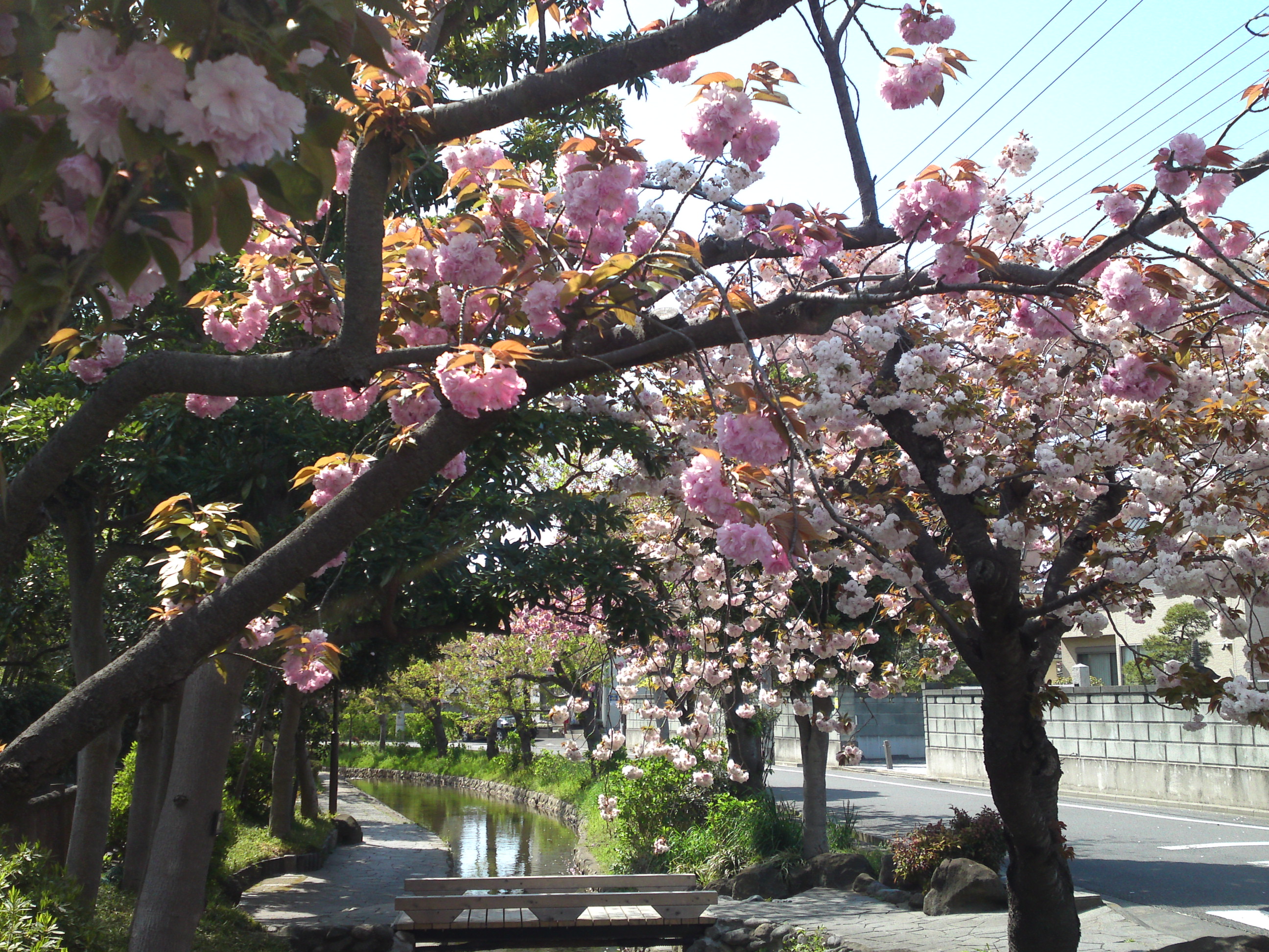 2020年古川親水公園に咲く八重桜４