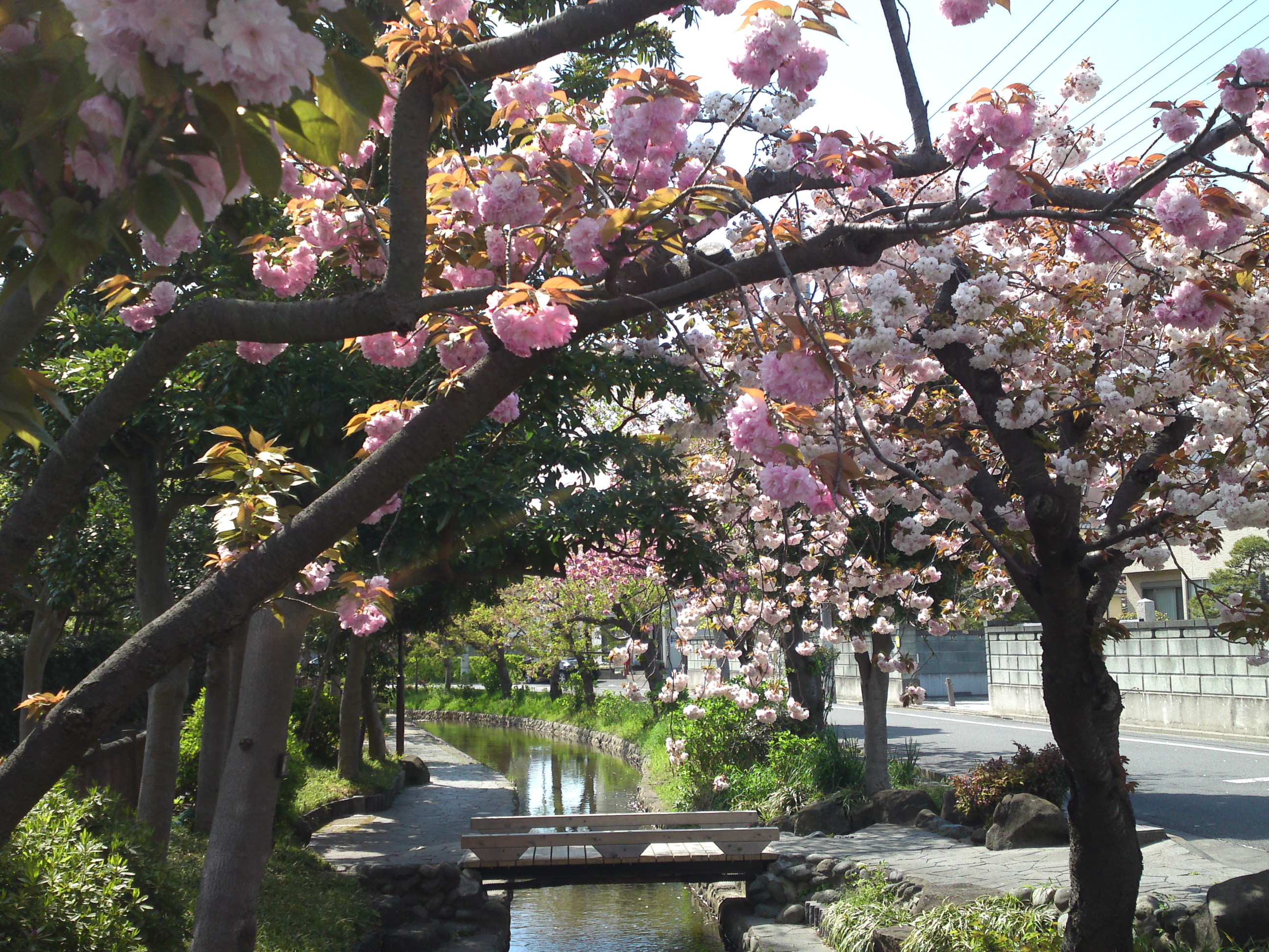 2020年古川親水公園に咲く八重桜５