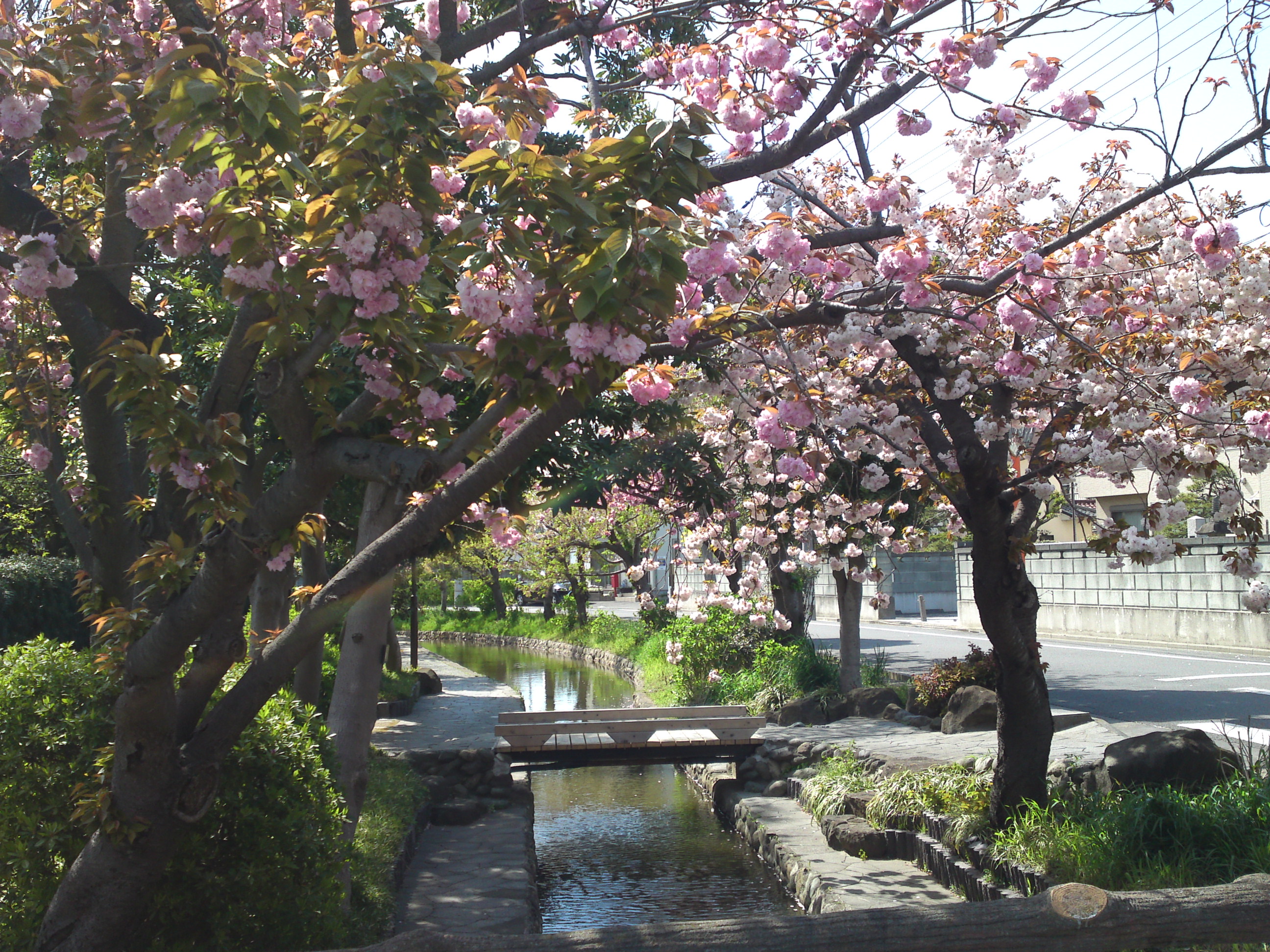 2020年古川親水公園に咲く八重桜６
