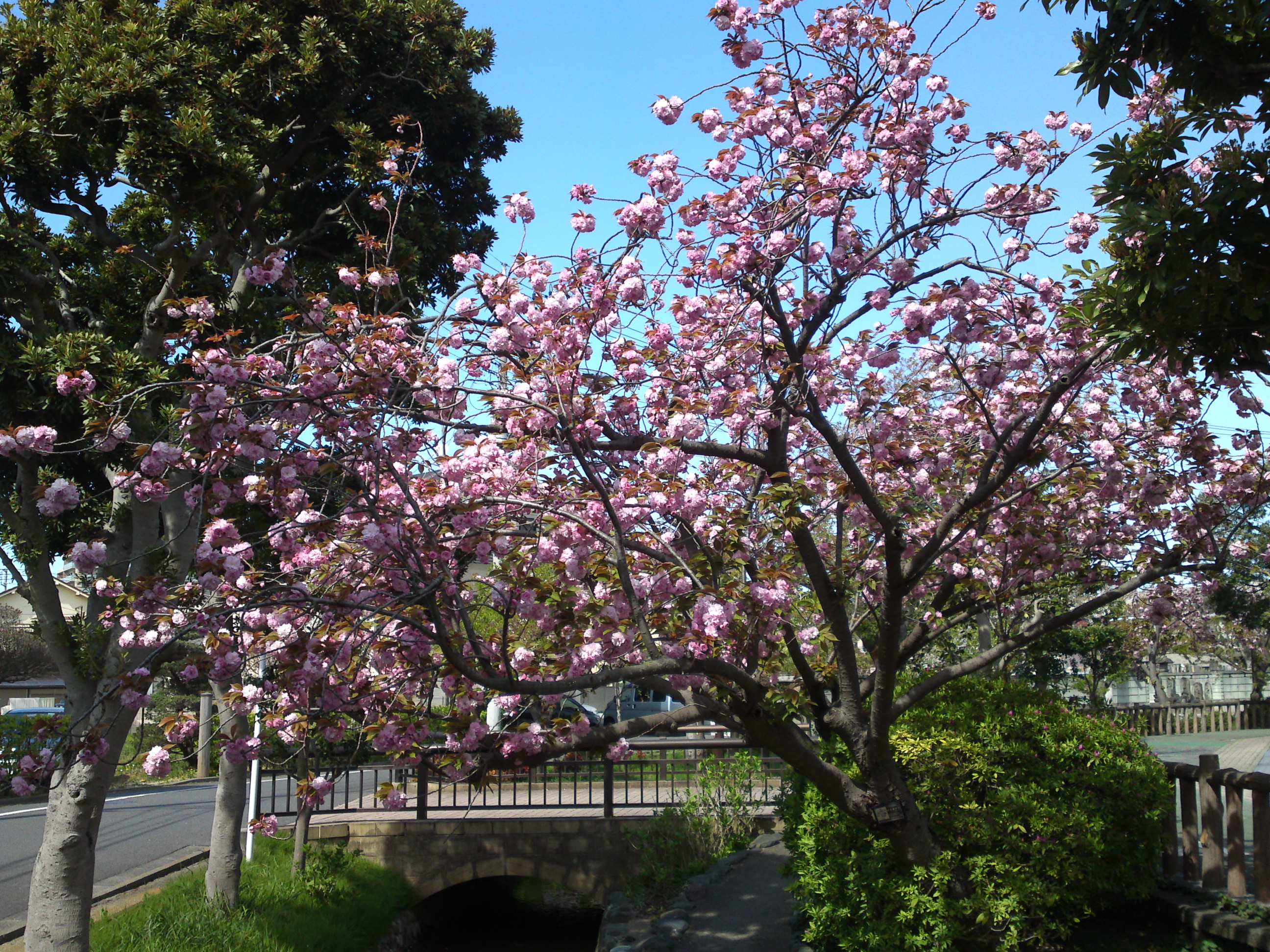 2020年古川親水公園に咲く八重桜７