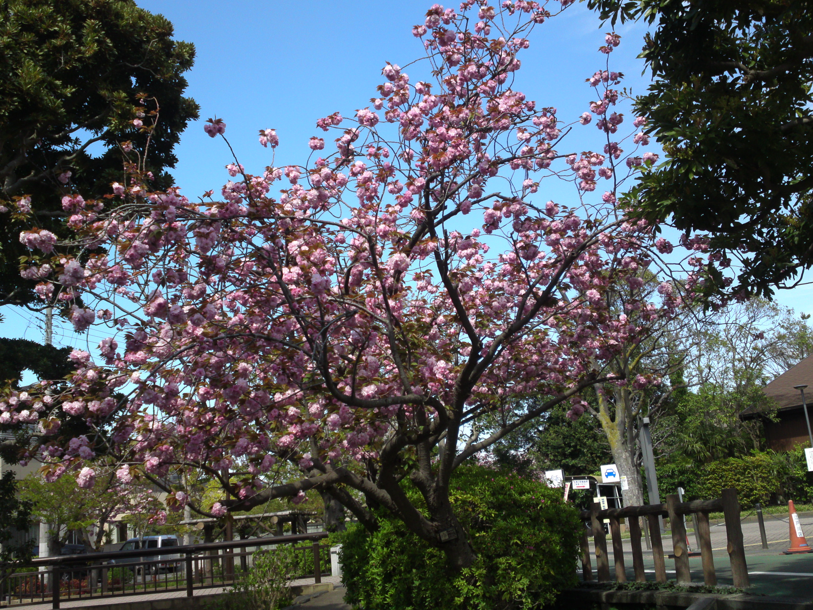 2020年古川親水公園に咲く八重桜９