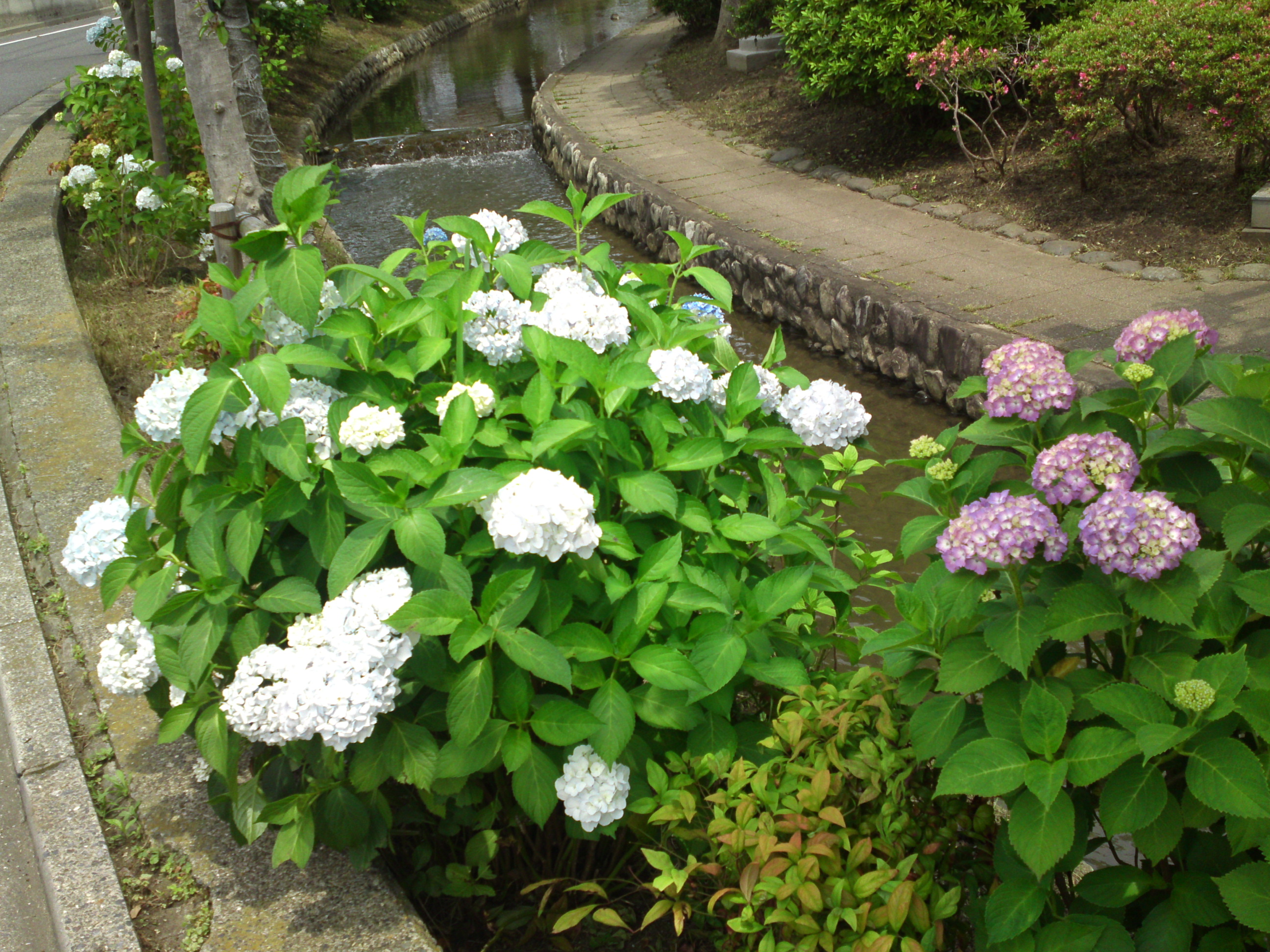 2020年古川親水公園に咲く紫陽花の花２