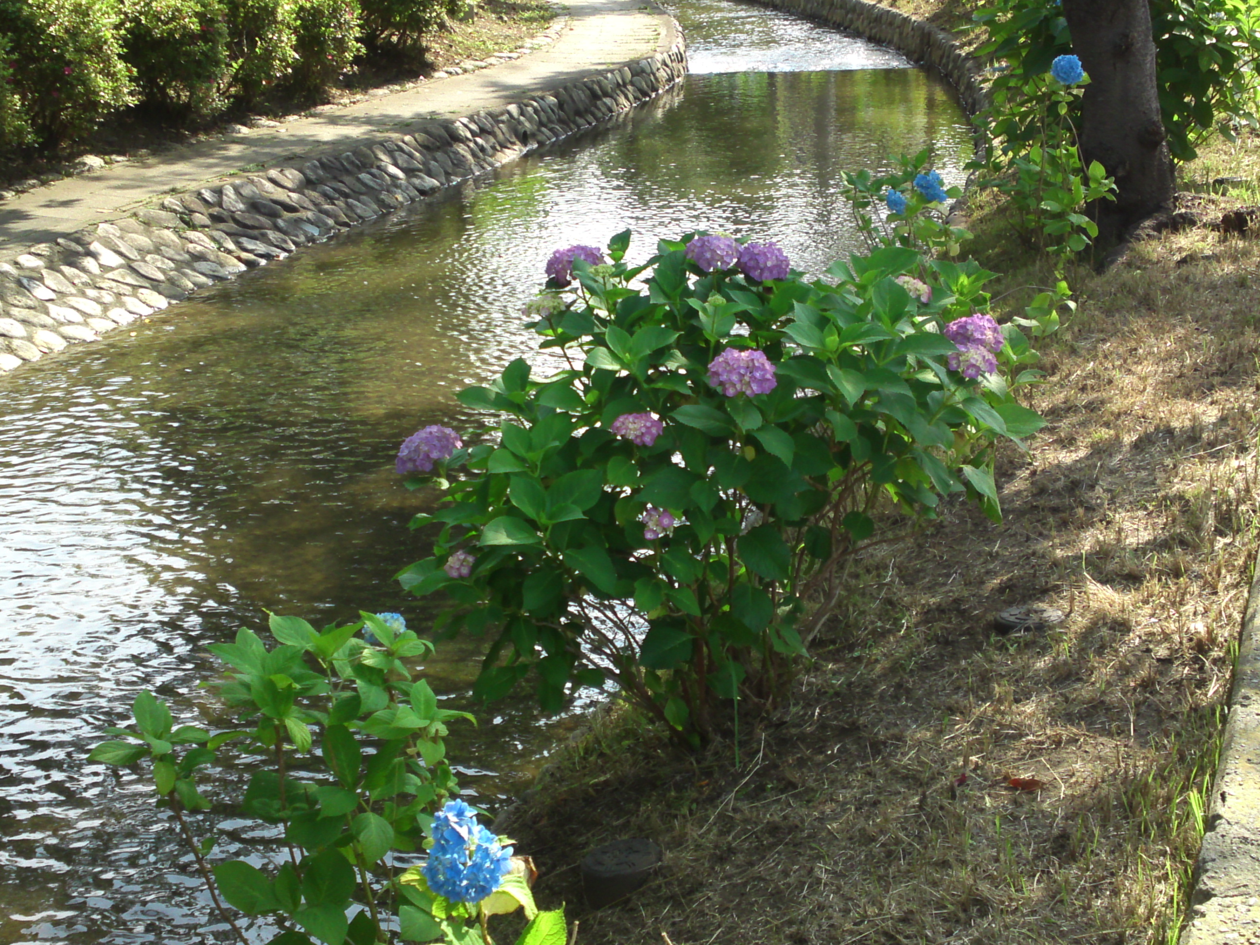 2020年古川親水公園に咲く紫陽花の花８