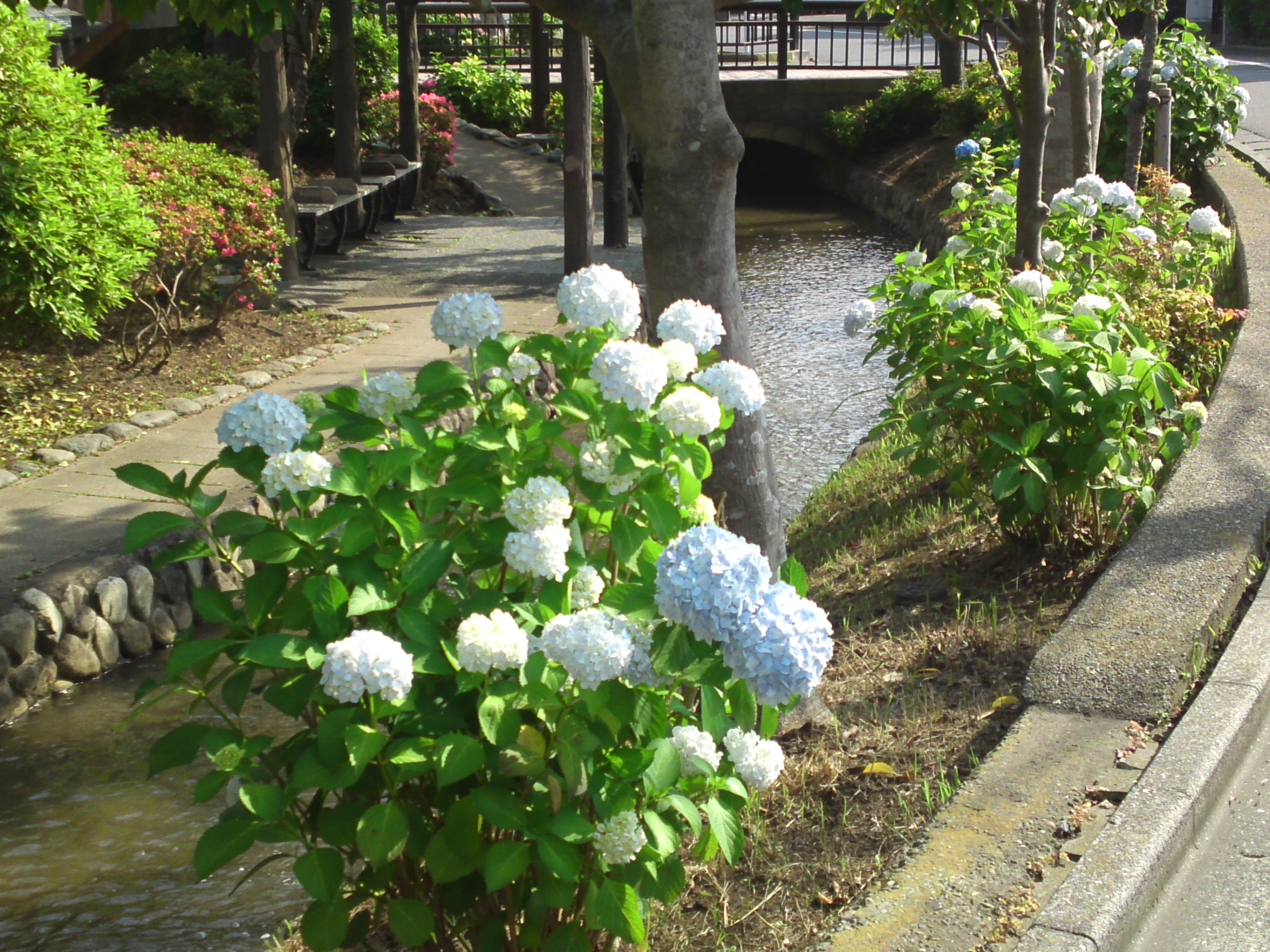 2020年古川親水公園に咲く紫陽花の花９