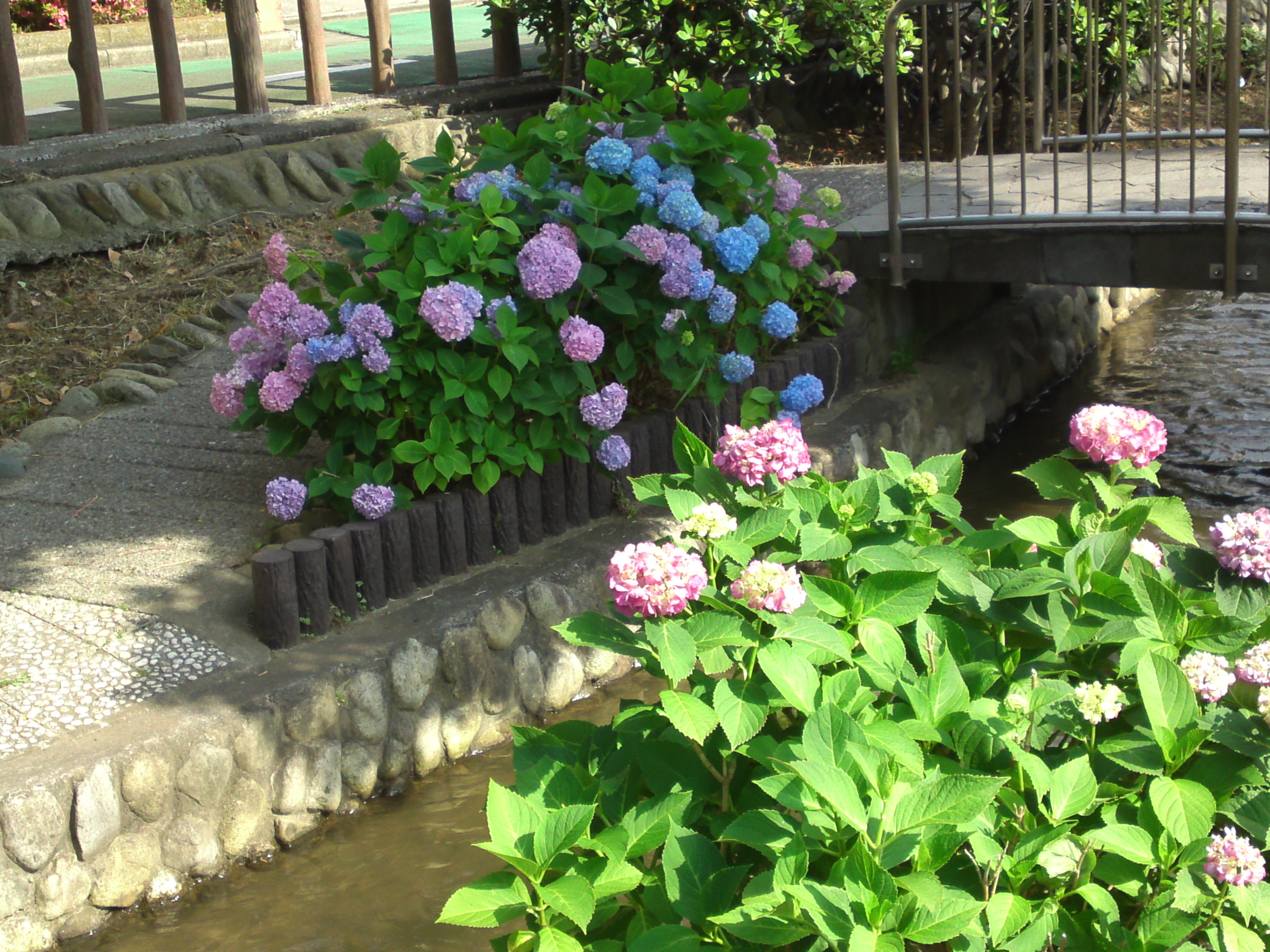 2020年古川親水公園に咲く紫陽花の花１１